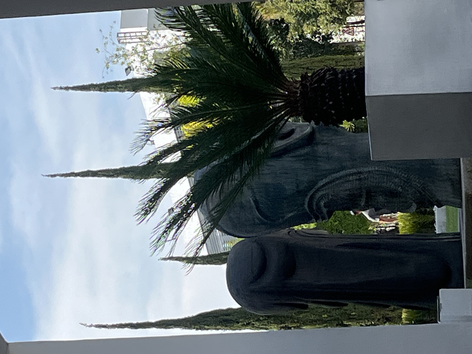 A distorted medium shot reveals two gray statues situated outdoors. A palm tree is positioned behind the upper statue, while tall, slender evergreen trees stand behind the lower statue, reaching up toward a cloudy blue sky. The photograph appears to have been taken from within a building, as part of the structure frames the composition. Some buildings are visible in the background.