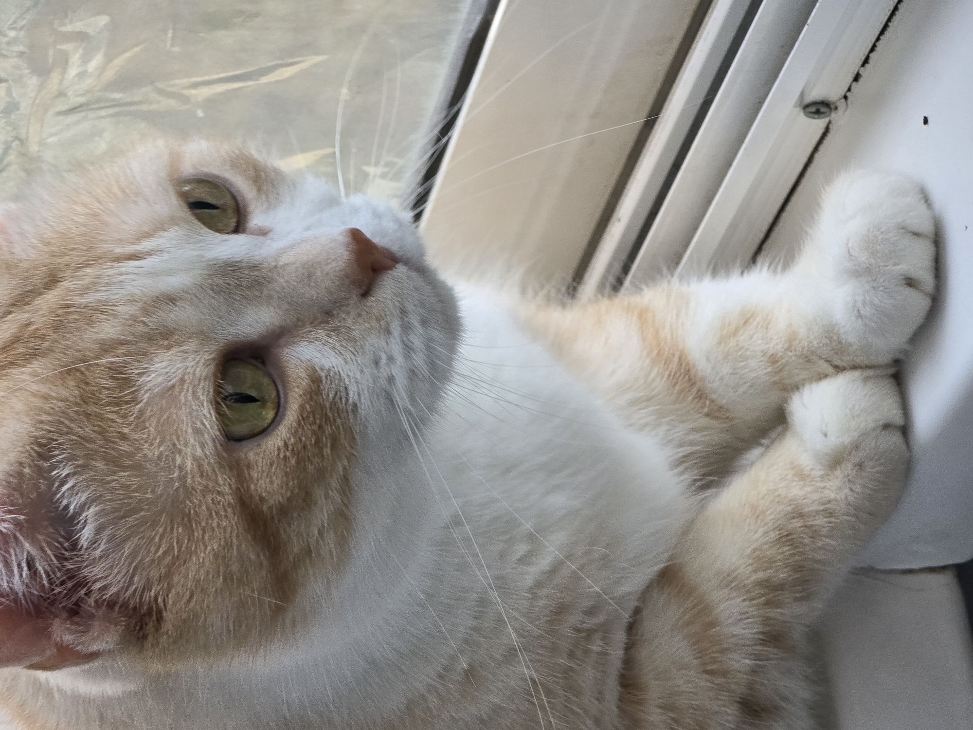 A close-up, eye-level shot shows a ginger and white cat resting on a windowsill. The cat's head is turned to its right, and its green eyes are looking out of frame to the right. The cat's front paws are tucked neatly in front of its chest. The windowsill is white with silver trim. A clear plastic film is visible on the window behind the cat. The background is blurred and out of focus. The image was taken in Krasnoyarsk, Russia.