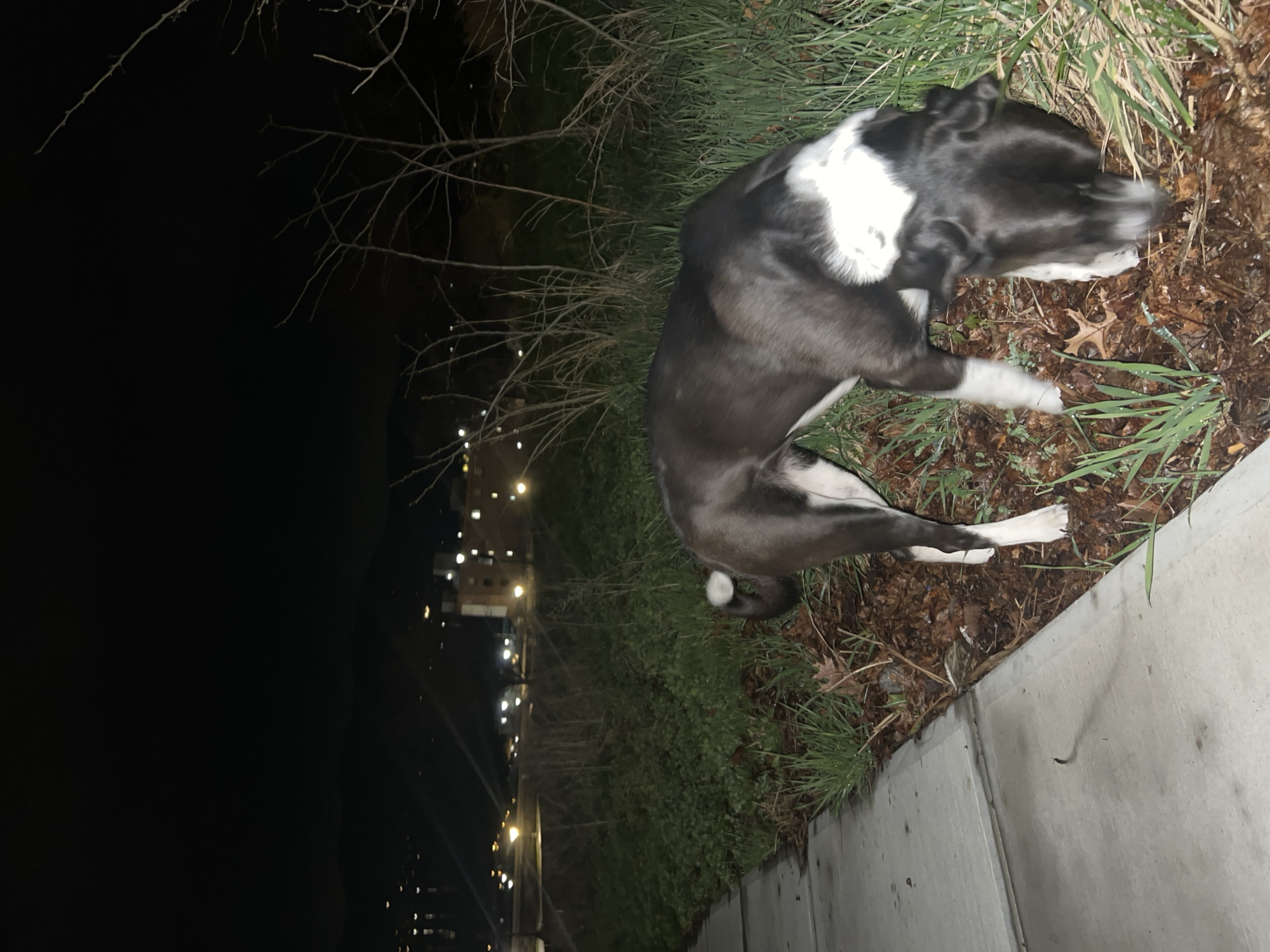 The image shows a black and white dog sitting on the grass and leaves next to a sidewalk. In the background, there are buildings and streetlights, suggesting an urban environment at night. The location is City of Newburgh, United States of America.