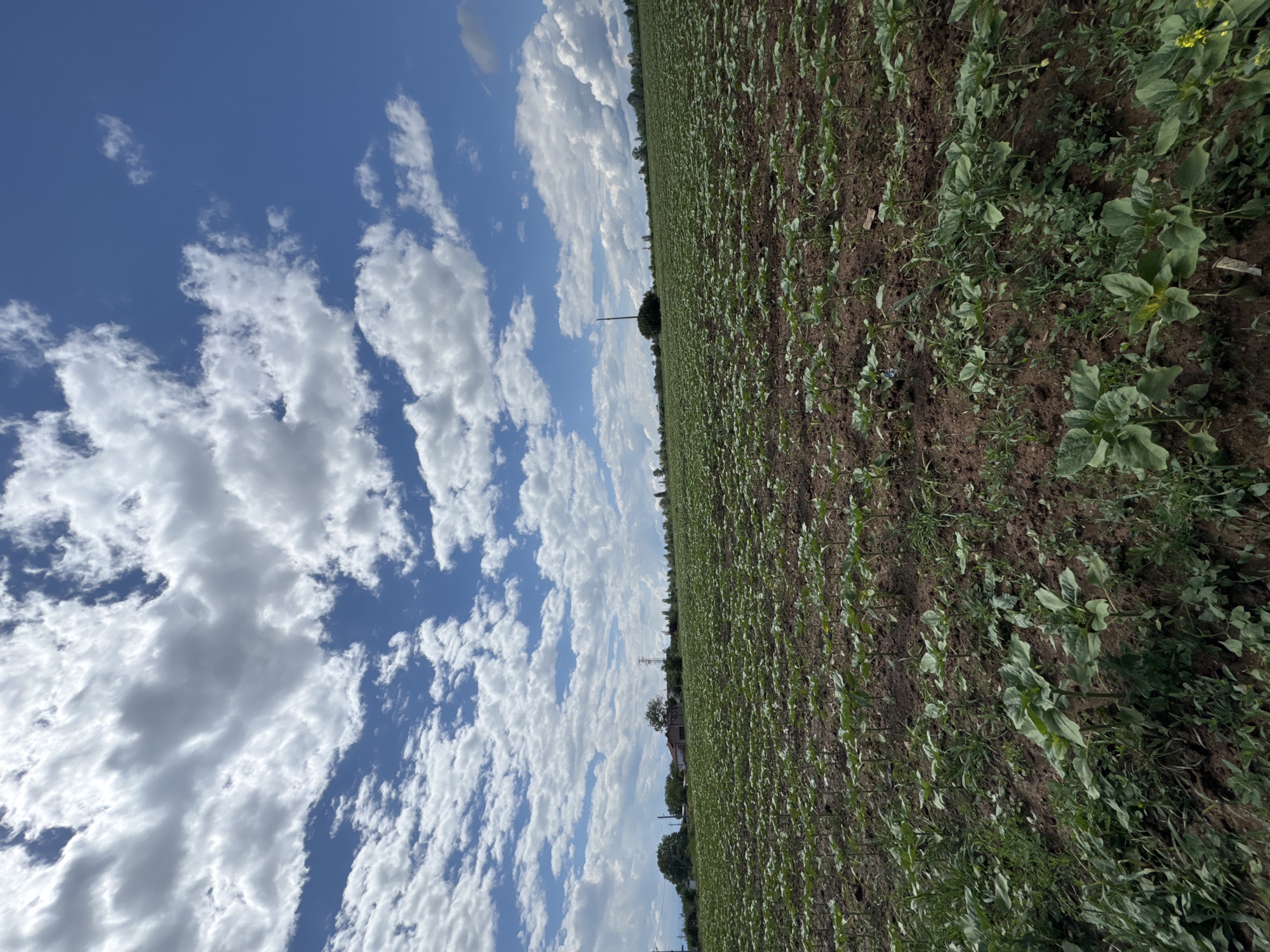 This image captures an expansive rural landscape under a bright, partly cloudy sky. The foreground and mid-ground are dominated by a large agricultural field planted with young crops, likely sunflowers, characterized by their broad green leaves against dark brown soil. The plants appear to be in an early stage of growth, extending uniformly across the vast field.
Above the horizon, a clear blue sky is filled with numerous scattered white cumulus clouds, suggesting fair weather and ample sunshine. The bright illumination indicates it is daytime, likely late morning or early afternoon.
In the distance, a slender utility pole or similar structure stands prominently, breaking the horizon line. Further beyond, a small building, possibly a house or farm structure, and a few trees are visible, adding context to the rural setting. The scene conveys a sense of openness and tranquility, characteristic of an agricultural area such as Yana, Bulgaria. There is no visible text in the image.
