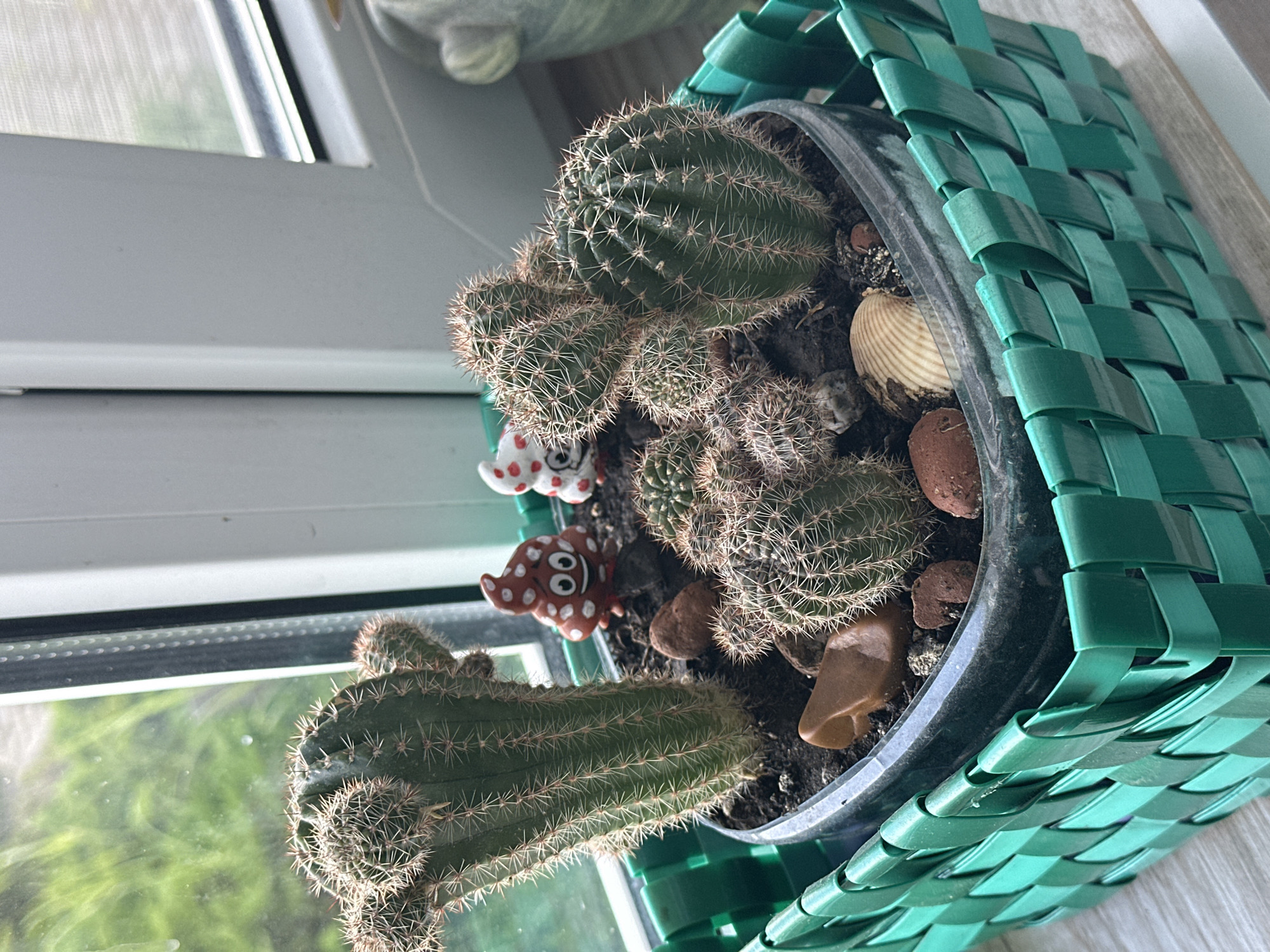 The image shows a collection of cacti in a heart-shaped planter, which is housed within a green woven basket. The planter contains several cacti of varying sizes, some with multiple arms, and is decorated with small, whimsical figurines resembling smiling poop emojis, as well as rocks and a seashell. The planter sits on a light-colored wooden surface, likely a windowsill, next to a window with a view of green foliage outside. The setting suggests an indoor environment, possibly a home in Hora, Ukraine, where plants are being cultivated near a window for sunlight.