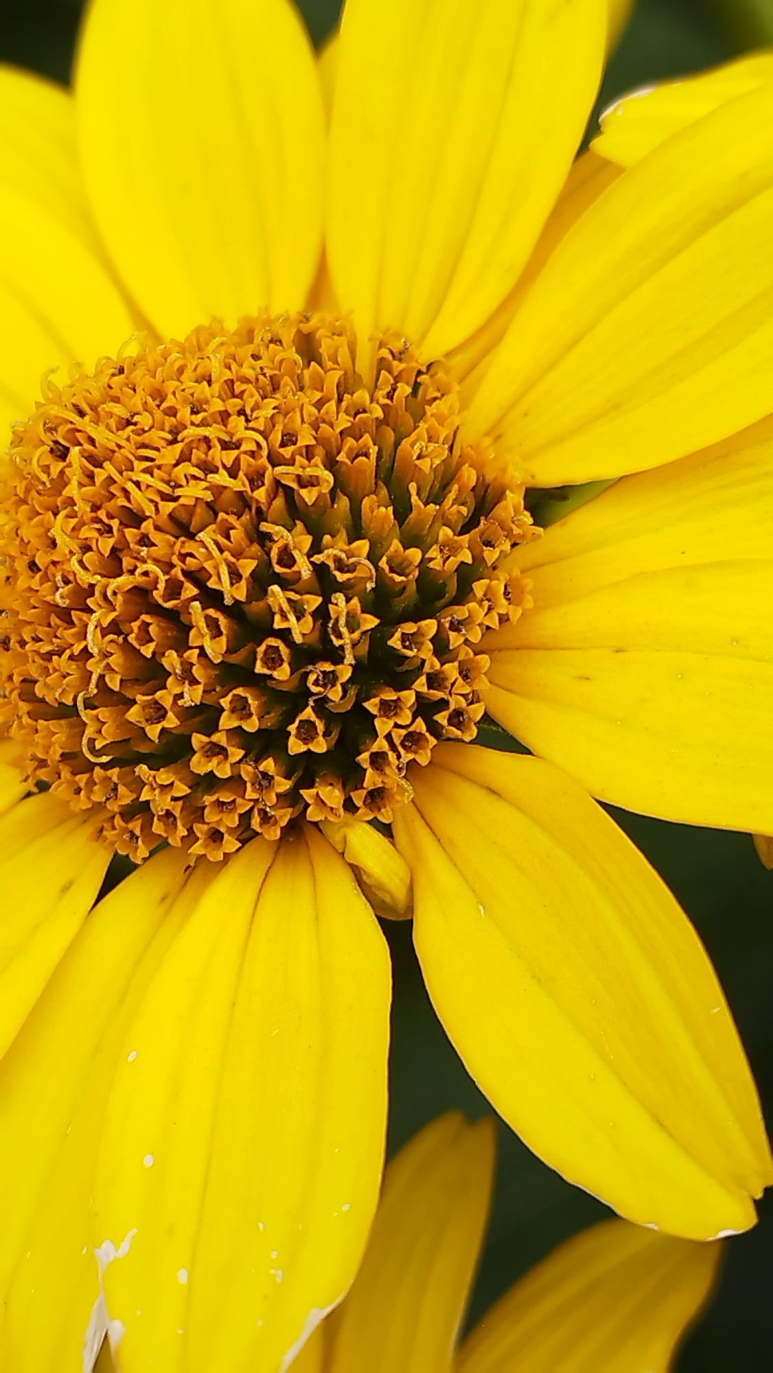 A close-up macro photograph captures the vibrant yellow petals and central disk of a flower. The flower's petals are broad and slightly curved, with visible veins and scattered small white marks. The central disk is densely packed with numerous tiny, star-shaped structures, appearing orange and brown in color, with some tipped with a dusty texture. The background is softly blurred into a dark, indistinct green, suggesting an outdoor environment. The image composition focuses entirely on the flower's intricate details, filling the frame with its bright yellow hues. There is no indication of any specific location in Stary Oskol, Russia, or any people or actions within the scene.