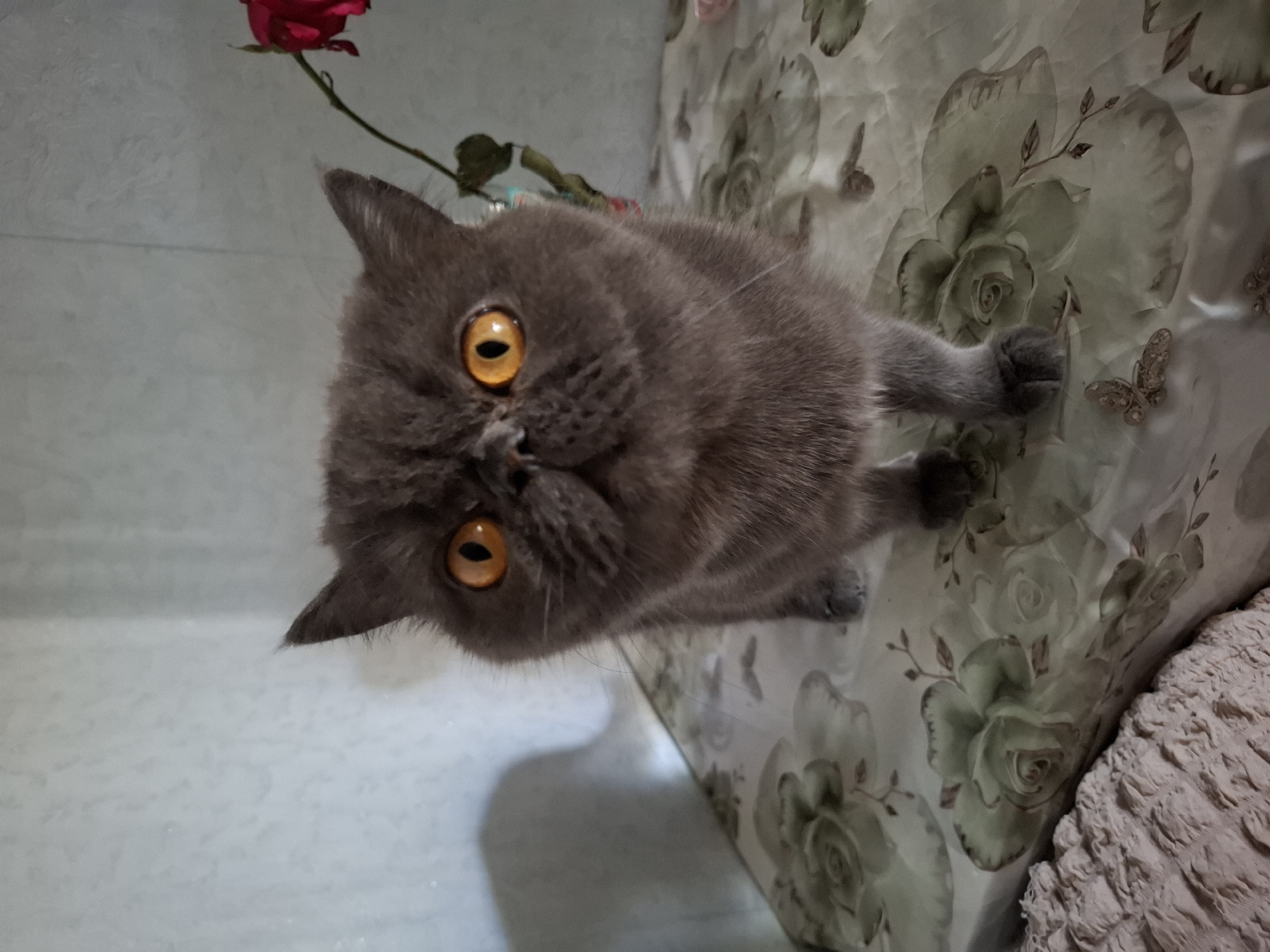 An exotic shorthair cat with grey fur and bright orange eyes is pictured looking directly at the camera. The cat is standing on a table covered with a tablecloth featuring a light green rose pattern. To the right of the cat, a single red rose on a stem is visible, slightly out of focus. The background is a light-colored textured wall. The scene appears to be indoors, within a residential setting. The image does not contain any information to suggest a specific location within the city of Petropavl, Kazakhstan.