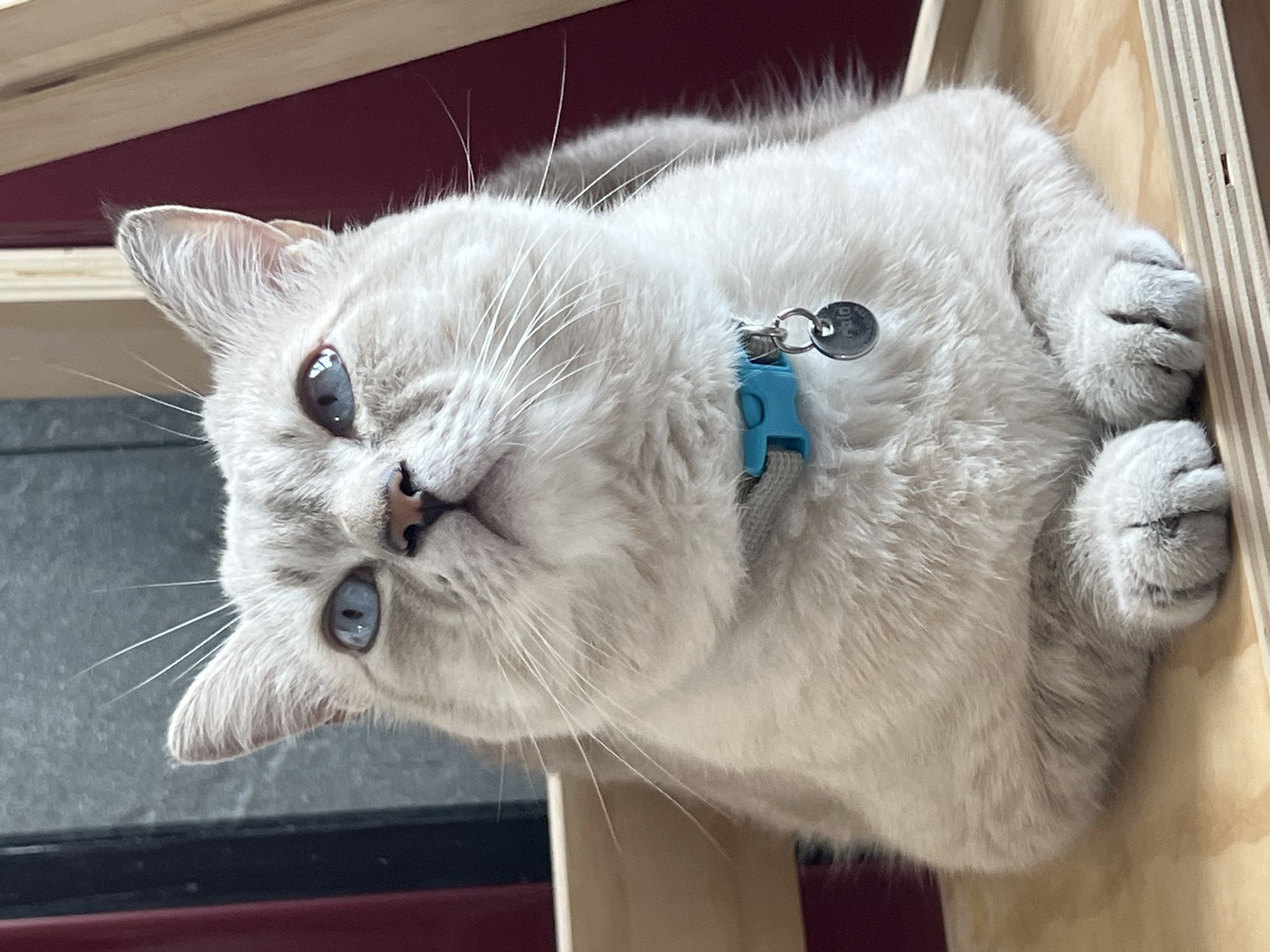 A light-colored cat with striking blue eyes is the subject of this close-up, eye-level photograph. The cat is sitting with its paws tucked neatly beneath its chest and is wearing a light grey collar with a bright turquoise buckle and a silver identification tag. The cat's gaze is directed upwards and slightly to the left. The background is blurred, with hints of dark red and natural wood. The lighting is bright, illuminating the cat's fur and facial features. The scene appears to be indoors, possibly on a piece of wooden furniture. There are no humans visible in the image. The location is unknown.