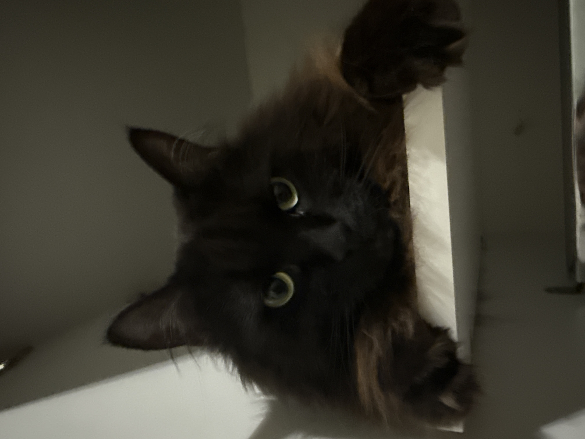 A medium shot depicts a dark-furred cat looking down from a high vantage point. The cat's head is tilted to the side. The background is out of focus, with only hints of a white surface and a dark area.