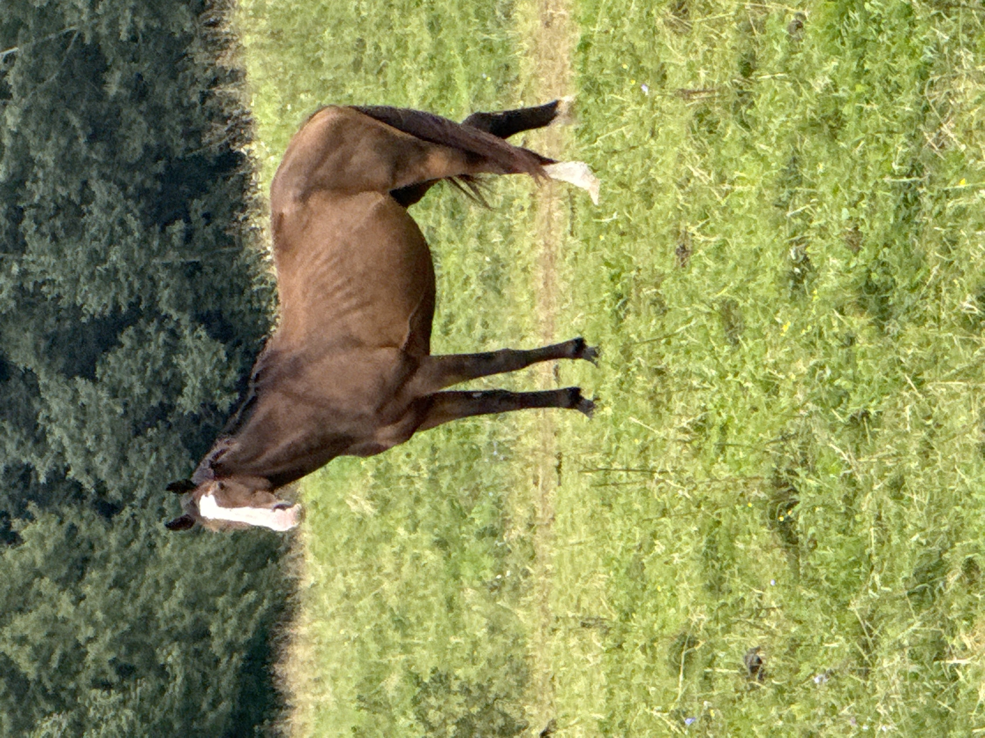 A brown horse with a white blaze on its face stands in a grassy field. The horse is facing to the left of the frame. Behind the horse, there is a line of trees. The ground is covered in green grass with some dried vegetation and small yellow and blue flowers. The scene appears to be an outdoor rural setting, likely in or near Putiniškės, Lithuania, given the landscape.