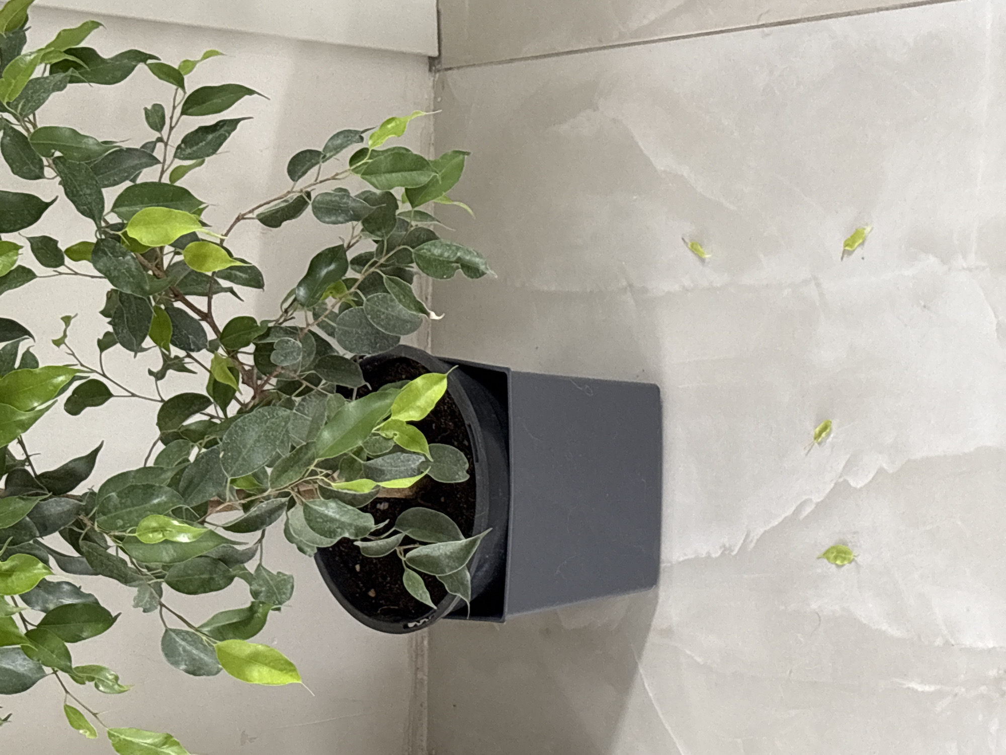 A potted plant sits on a light-colored tiled surface. The plant has many small, oval-shaped green leaves, some with lighter green edges. The pot is dark gray and square. Several detached leaves are scattered on the tile next to the pot. The scene is in the city of Unknown, Unknown.