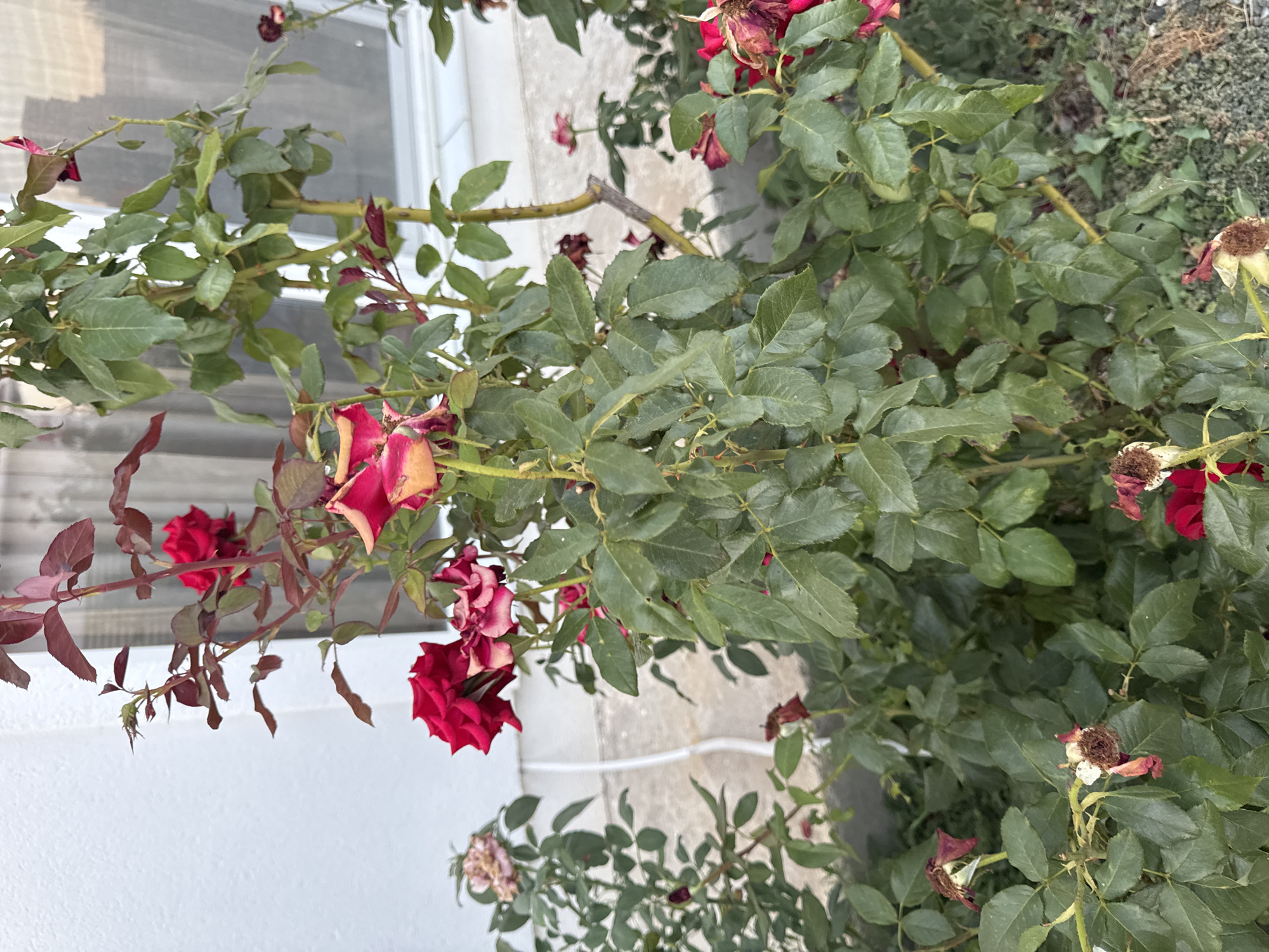 A close-up, eye-level shot captures a rose bush with several blooms, both vibrant and wilting, in Uyutnoye, Ukraine. The bush is situated outdoors, adjacent to a white building with a window covered by a light-colored curtain. The rose bush features numerous green leaves and stems, some of which are reddish. Several red roses are visible, with some appearing fresh and others dried and faded. The ground beneath the bush is covered with a mixture of dirt, small stones, and dried plant matter. A white electrical cord runs along the building's exterior wall and down towards the ground. No people are present in the image.