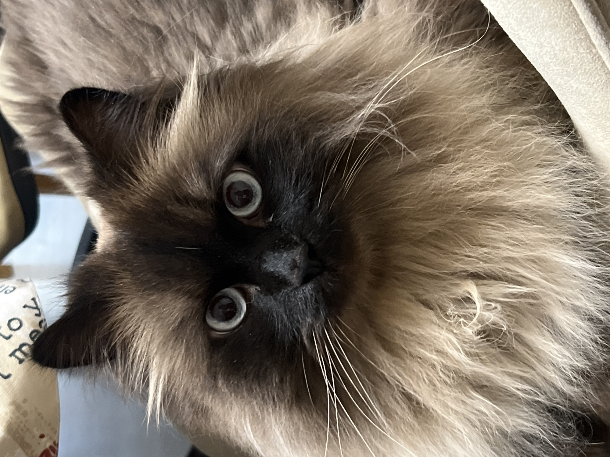 The image is a close-up shot of a fluffy Siamese cat's face. The cat has striking blue eyes and dark facial markings. Its fur is a mix of brown and cream colors, with long, white whiskers. The cat is looking directly at the camera with an alert expression. The background is blurred but appears to be an indoor setting with a light-colored surface and some text on what looks like fabric. There is no indication of the city of Chaikovsky, Russia, or any specific urban environment in this image.