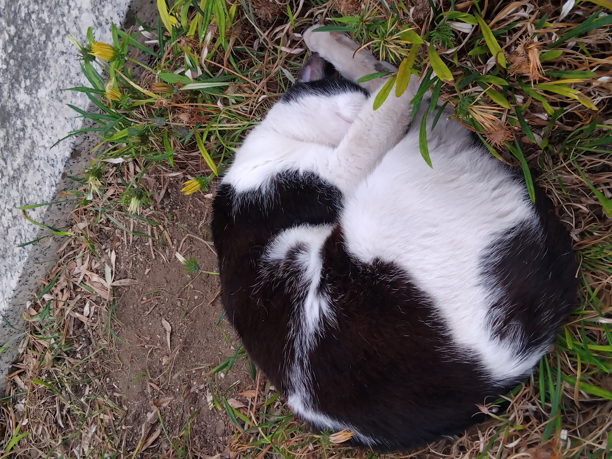 A black and white cat is curled up asleep on the ground, nestled among dry leaves and green grass. The cat is positioned in the foreground of the image, with its body forming a tight circle. Its head is tucked under its body, and its paws are resting on its face. A portion of a grey, speckled surface, possibly a curb or wall, is visible in the upper right corner of the image, suggesting an urban or semi-urban environment. The overall scene depicts a tranquil moment of rest in an outdoor setting.