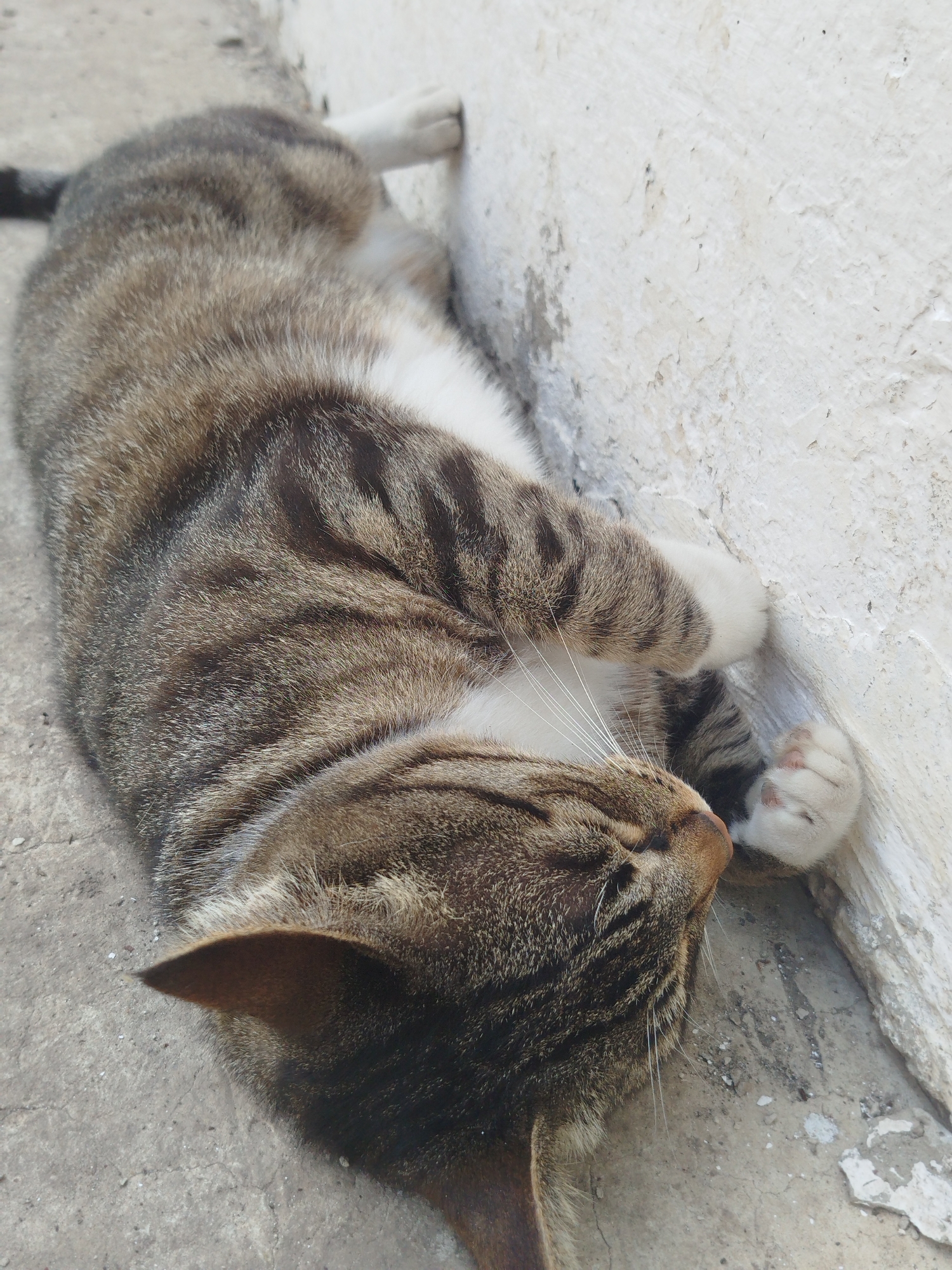 A tabby cat with brown and black stripes and white markings is lying on its back on a concrete surface, leaning against a textured white wall. Its eyes are closed, and its paws are curled up. The cat's tail is visible in the upper left corner. The scene appears to be outdoors, possibly in an urban or rural setting in Ustyvytsia, Ukraine.