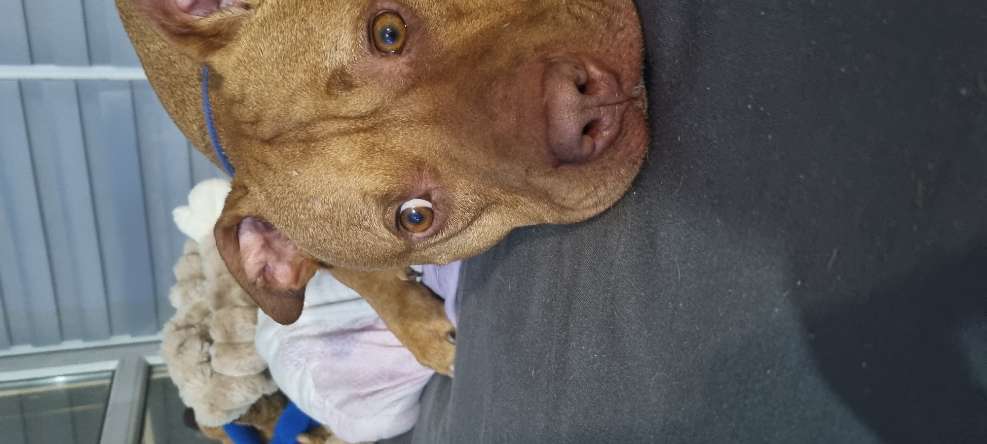 A brown pitbull-type dog with amber eyes is lying on a dark gray surface, possibly a couch or bed. The dog is wearing a light purple garment under a white cloth or diaper, which appears to be absorbing liquid. A tan, furry animal toy is partially visible, attached to the dog's garment. A blue leash is visible. Background shows a window with horizontal blinds.