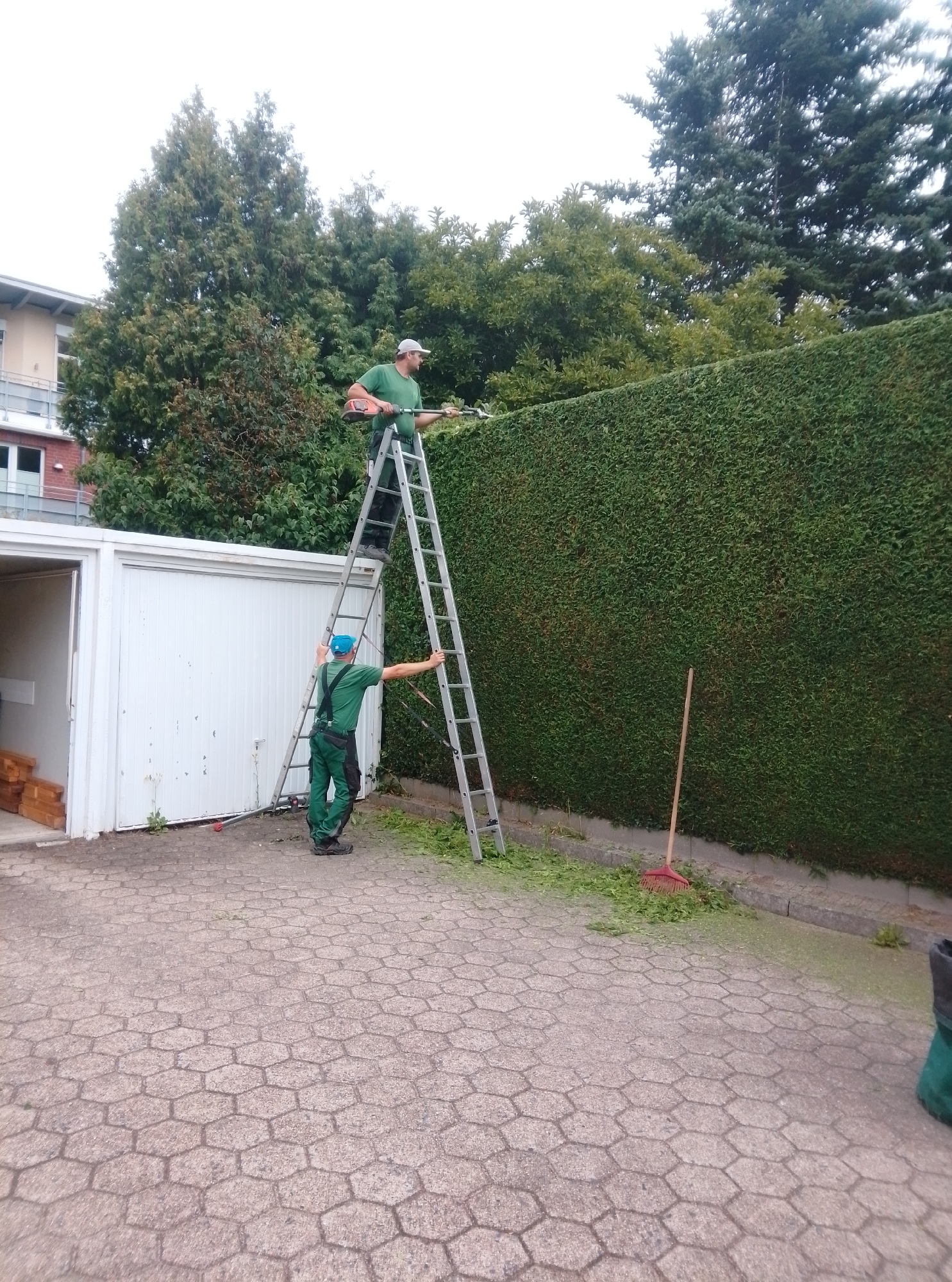 In Wedel, Germany, two gardeners are trimming a dense green hedge. One gardener is positioned higher up on an extendable ladder, operating a hedge trimmer, while the other stands below on a lower ladder, holding onto it for stability. The hedge is tall and extends along a paved area, with fallen clippings scattered on the ground. To the left, a white garage with an open door is visible, and a stack of lumber is piled beside it. The surrounding environment suggests a residential or commercial property, with trees and a building in the background. The sky is overcast, indicating a cloudy day.