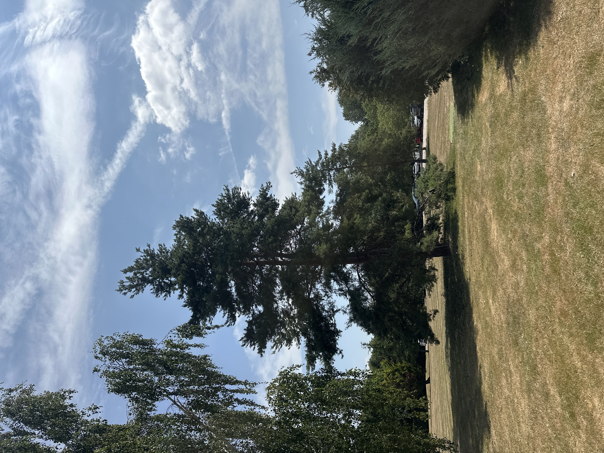 This is a photograph taken on a sunny day in a park in Epsom and Ewell, United Kingdom. The foreground features dry, golden-brown grass, indicative of a dry spell. In the mid-ground, a large coniferous tree stands prominently, its dark green needles contrasting with the lighter foliage of trees on either side. To the left, the leaves of a deciduous tree, possibly a birch, hang downwards. Beyond the trees, several cars are parked on a paved area, suggesting a public park or similar facility. The sky is a bright blue with scattered white clouds, some of which appear wispy. The overall impression is a natural landscape within an urban or suburban setting.