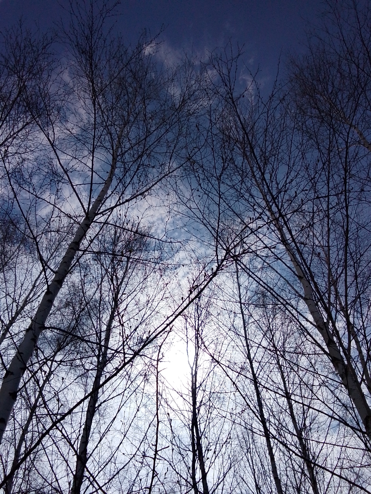 This low-angle photograph captures a view looking directly upwards through a dense canopy of bare deciduous trees. The intricate network of leafless branches forms dark, stark silhouettes against the sky, which transitions from a deep blue at the top to lighter blue-grey hues towards the bottom. Scattered white and light grey clouds are visible across the sky. Several tree trunks, appearing lighter in color, possibly birch, are seen ascending vertically into the frame. A bright, intense light source, likely the sun, is positioned in the lower center-right portion of the image, strongly backlighting the trees and creating a striking contrast between the dark branches and the illuminated sky. The absence of leaves indicates that the scene takes place during late autumn, winter, or early spring. No human activity or visible text is present. The setting is outdoors in nature, located in Khlevnoye, Russia.
