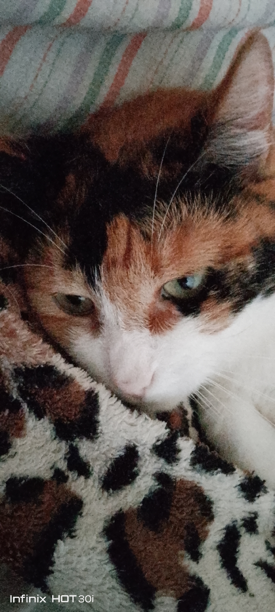 A calico cat with green eyes rests its head on a leopard-print blanket. The cat's fur is a mix of black, white, and orange. The blanket is soft and fluffy, with a pattern of dark brown and black spots on a cream background. The background of the image is a striped blanket in shades of gray, green, and orange. The image is a close-up shot, focusing on the cat's face and upper body. The overall impression is one of comfort and relaxation. The text "Infinix HOT 30i" is visible in the bottom left corner of the image.
There is no information within the image or its crops that allows for the determination of its location within the city of Kedrovy, Russia.
