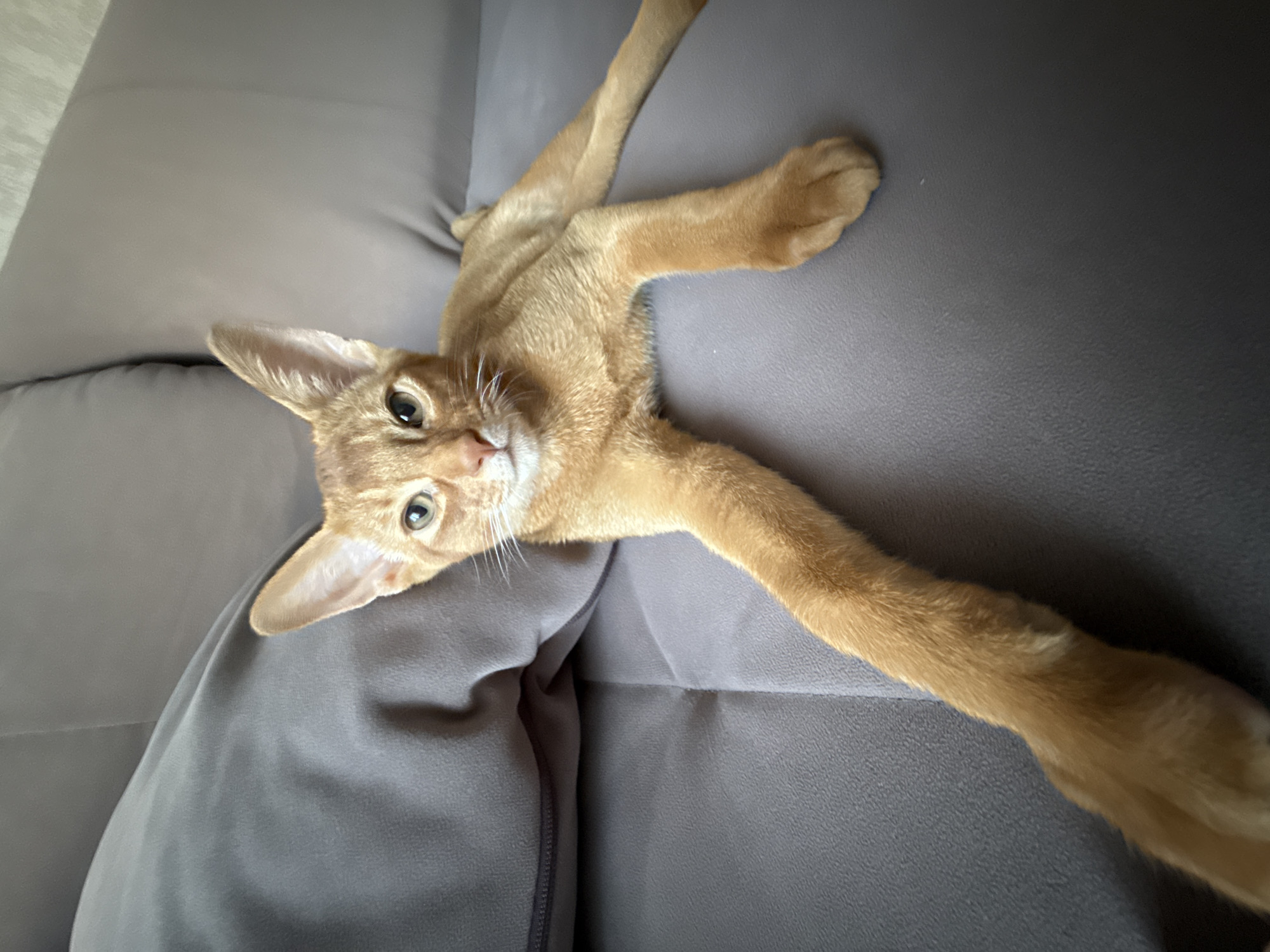 The media file shows an orange cat lying on a gray sofa. The cat is the main subject, with its body stretched out and its front paws reaching towards the camera. The background is a soft gray sofa with visible textures. The scene appears to be indoors, likely in a home setting. The lighting suggests daytime, possibly late afternoon due to the warm tones and shadows. The cat's expression is curious and relaxed. There is no visible text in the image. The location context is Stary Oskol, Russia.