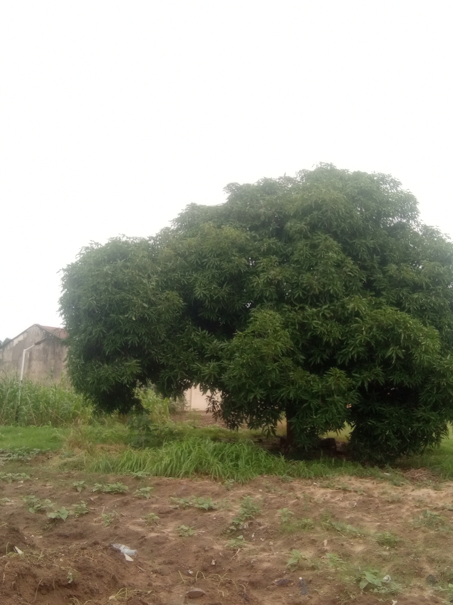 The image depicts a large, lush green tree dominating the center of the frame. The tree's dense foliage fills a significant portion of the image, with its branches extending outwards. To the left of the tree, a weathered, light-colored building with a reddish-brown roof is partially visible. The building appears to be a simple structure, possibly a house or a shed.
The ground in front of the tree is a mix of dry, reddish-brown soil and patches of green grass. There are also some small, leafy plants growing in the soil. A crumpled plastic bottle is visible on the ground near the bottom center of the image, suggesting some human presence or discarded waste.
The background consists of a bright, overcast sky, indicating a cloudy day with diffused light. The overall scene suggests an outdoor setting in a somewhat rural or undeveloped area, possibly in Jalingo, Nigeria, as indicated by the location context. The time of day is not clearly discernible due to the overcast conditions, but it appears to be daytime. There is no discernible text within the image. The mood of the image is natural and somewhat unkempt, with the prominent tree as the main focal point.