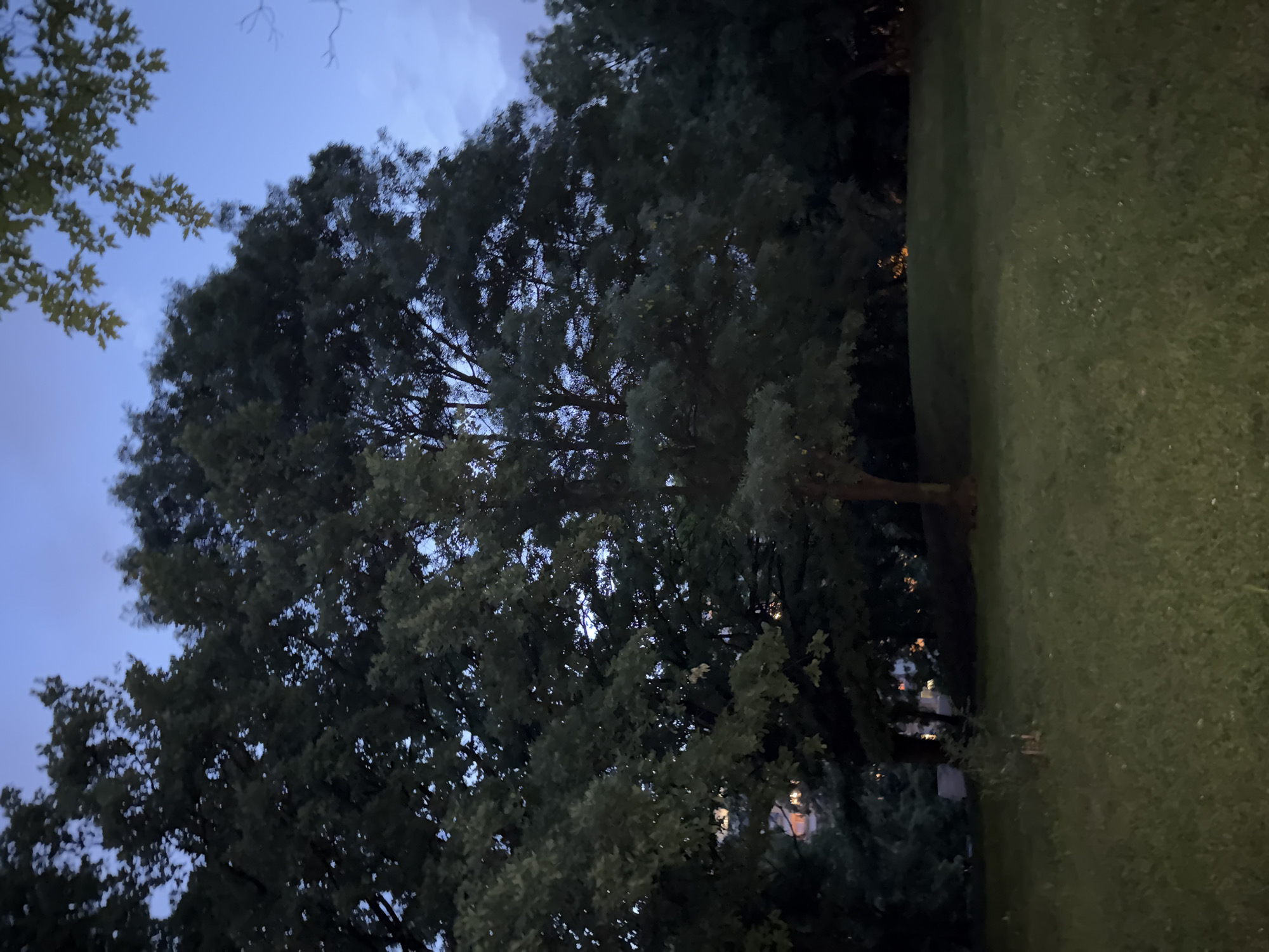 The image, taken in Sofia, Bulgaria, depicts a natural outdoor scene during twilight or early night. The orientation suggests it was captured looking upwards and across a landscape.
Dominating the left side of the frame is a large, dense tree with a full canopy of dark green leaves. Its numerous branches and foliage create a significant mass, with glimpses of the deep blue, clear sky visible through the gaps in the leaves. The sky above is a rich, dark blue, indicating the approach of night, with only faint hints of clouds.
To the right of the tree, an expanse of green grass is visible, suggesting a lawn, park, or garden area. The grass appears well-maintained. In the distance, seen through and beyond the tree's branches, several small, warm-toned (yellow or orange) artificial lights are visible, indicating the presence of buildings or streetlights beyond the natural elements.
There are no people or specific man-made objects clearly identifiable other than these distant lights. No specific activity is taking place; the scene is static and tranquil. The overall mood is calm and natural, showcasing the interplay of twilight sky, lush greenery, and distant urban lights. There is no visible text in the image.