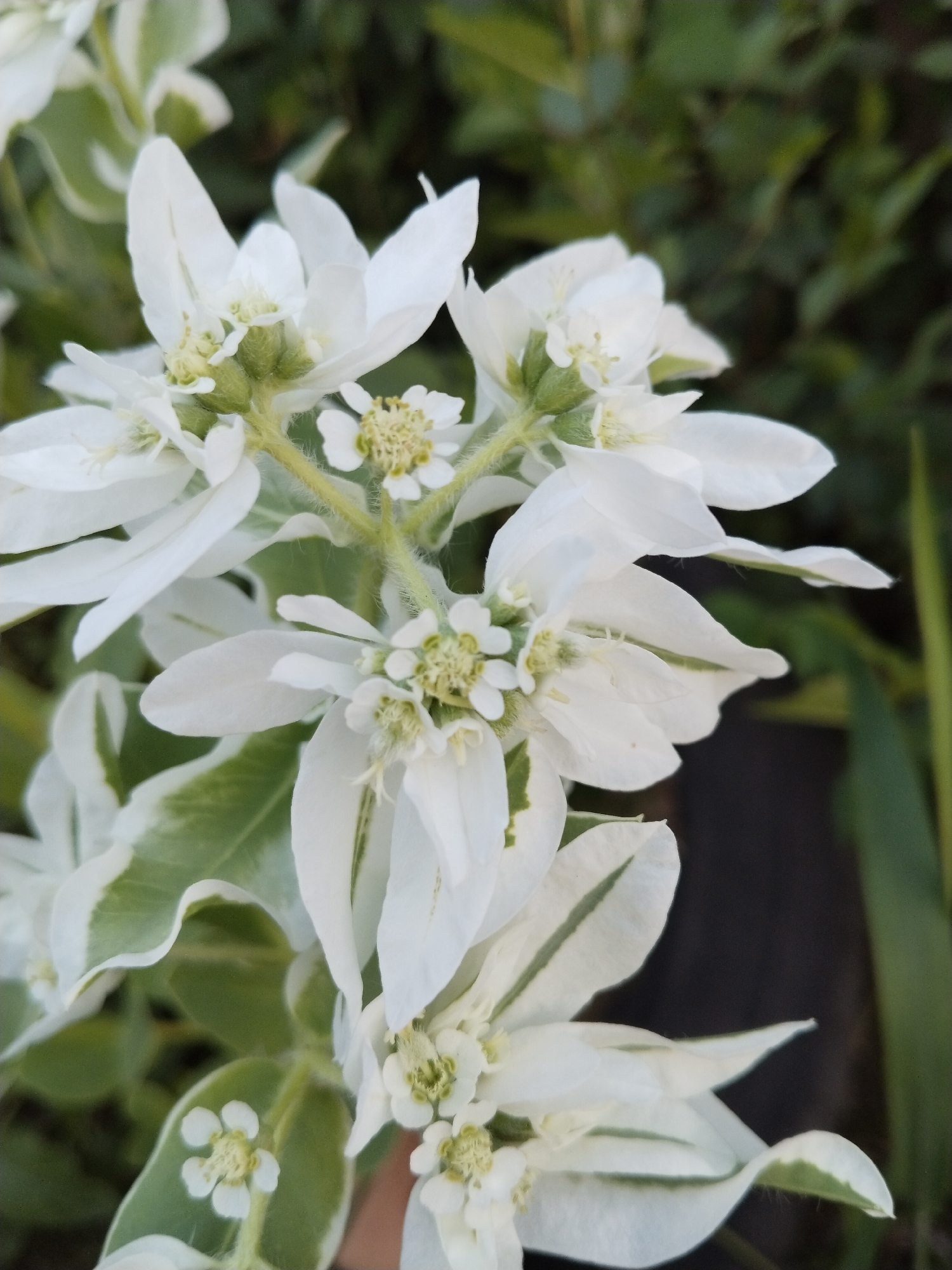 The image shows a close-up of a plant with white, petal-like bracts and small, greenish-yellow flowers. The bracts are elongated and pointed, with some having green variegation along the edges. The flowers are clustered and appear to have numerous stamens. The plant is set against a blurred background of green foliage and dark soil. The lighting suggests an outdoor setting, possibly a garden or natural landscape. There are no people or animals visible in the image. The provided location is Зелёное, Russia.