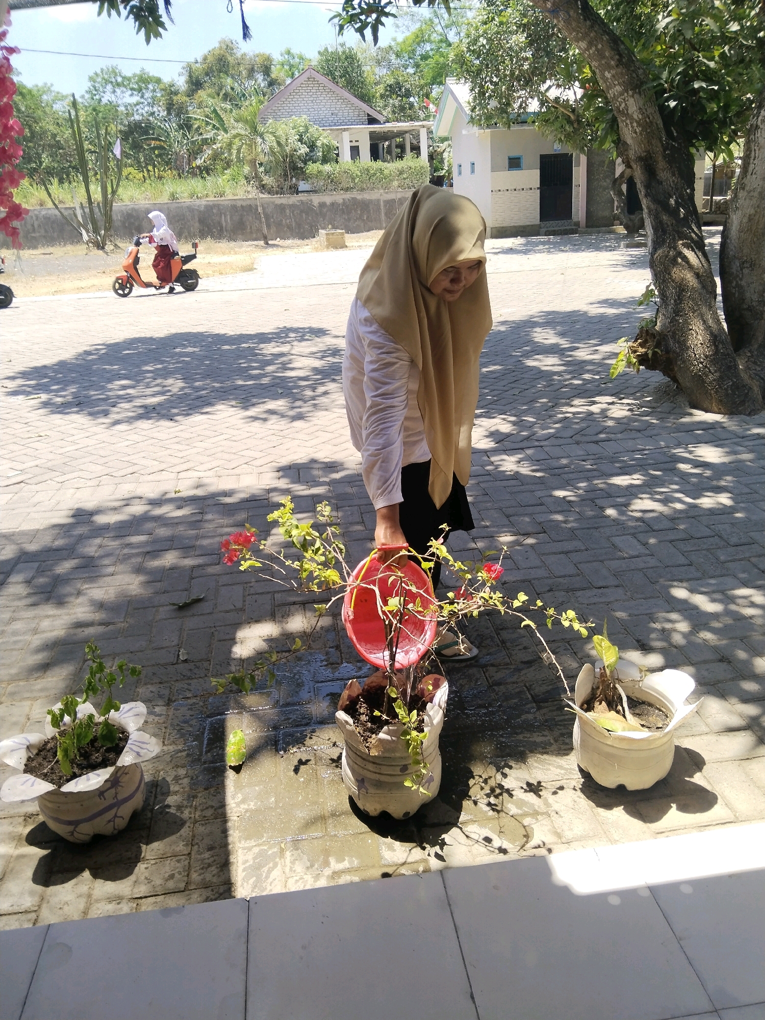 In Taraban, Indonesia, on a sunny day, a woman wearing a tan hijab and a white long-sleeved shirt is watering a plant. She is pouring water from a red bucket onto the base of a plant with red flowers in a white pot. The plant is located on a paved walkway, which is partially covered by dappled sunlight and shadows from a large tree to the right. In the background, a person on an orange scooter wearing a white hijab and red skirt rides away from the camera. There are also houses, trees, and a tall cactus visible in the background. The scene appears to be an outdoor area near a residential or school setting, given the presence of the scooter and children's attire.