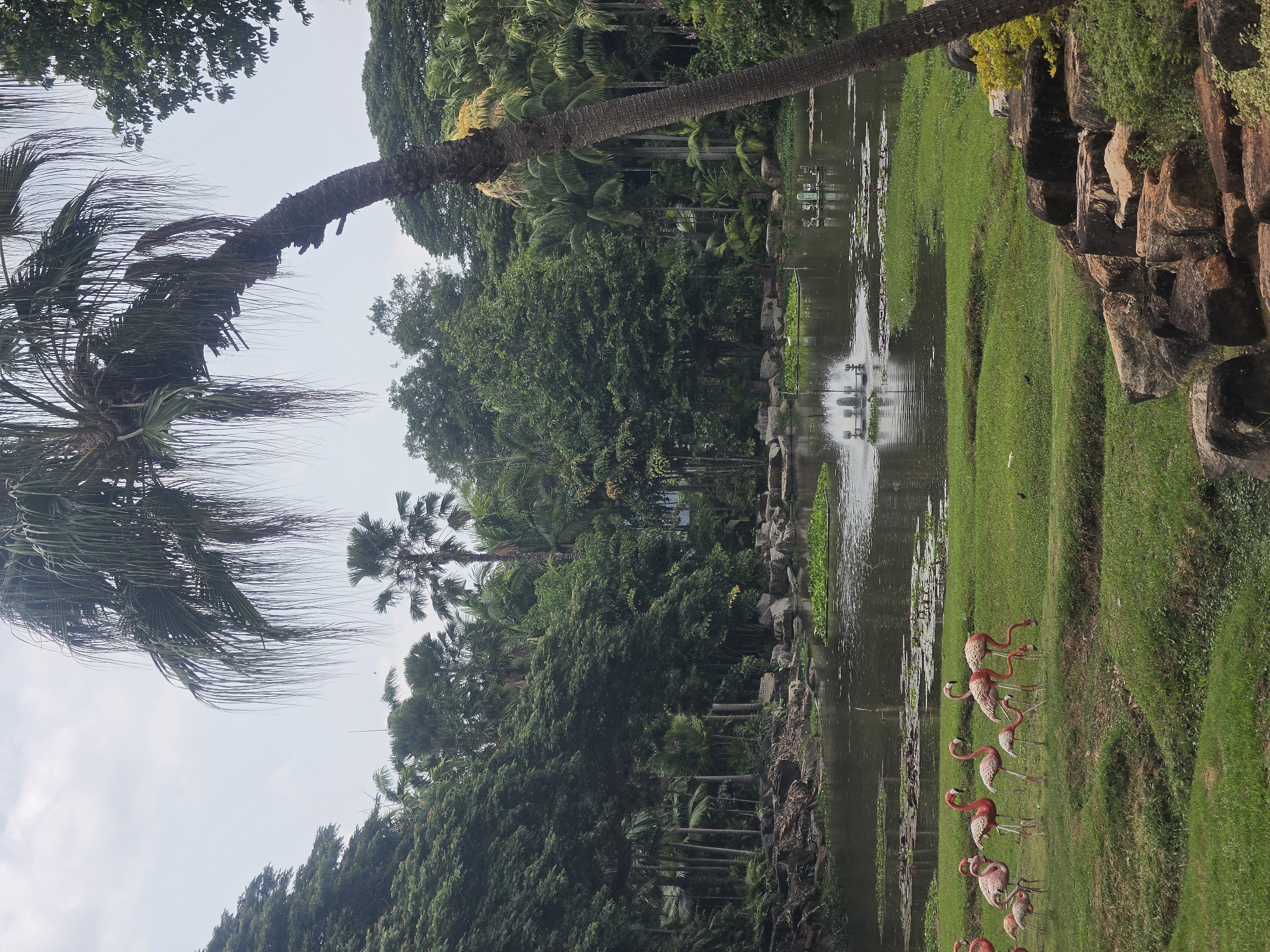 A landscape shot shows a pond and grassy area with a group of flamingos in Na Chom Thian, Thailand. The pond is lined with rocks and greenery, and a tall palm tree arches over it. A flock of pink flamingos are standing on the grassy area near the water. The background is filled with lush green trees and plants, creating a tropical ambiance.