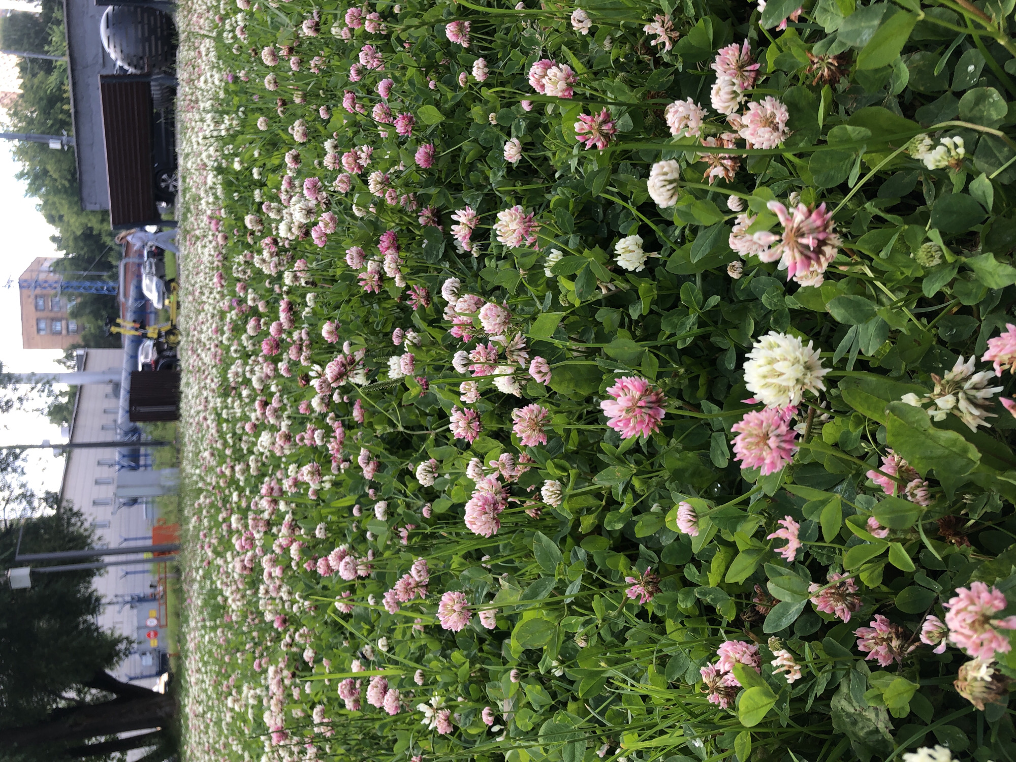 This media file displays a field of clover flowers, predominantly pink and white, interspersed with green foliage. The image is taken from a slightly elevated perspective looking down into the field, with the clover flowers filling the foreground and extending into the background. In the far background, buildings and some trees are visible, suggesting an urban or semi-urban setting. There are hints of human activity with a few figures and objects present in the distance, including what appears to be a bench and some infrastructure. The lighting suggests it is daytime, likely overcast due to the soft light. The scene is tranquil, focusing on the natural beauty of the blooming clover.