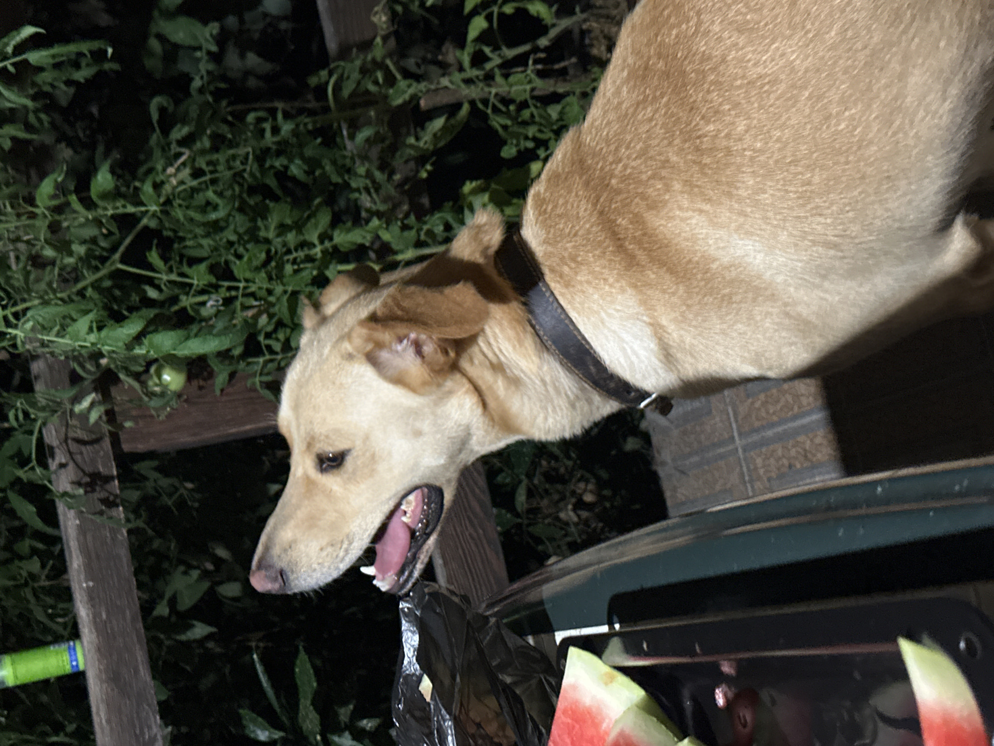 A medium shot shows a light-colored dog with its mouth open and tongue hanging out, looking to the left. The dog is wearing a dark collar and is positioned in the foreground. To the left of the dog, a black garbage bag and slices of watermelon are visible on a surface that appears to be a table or counter. In the background, green foliage and a wooden structure can be seen, suggesting an outdoor setting, possibly a garden or backyard. There is no indication of the city of Sochi, Russia in this image.