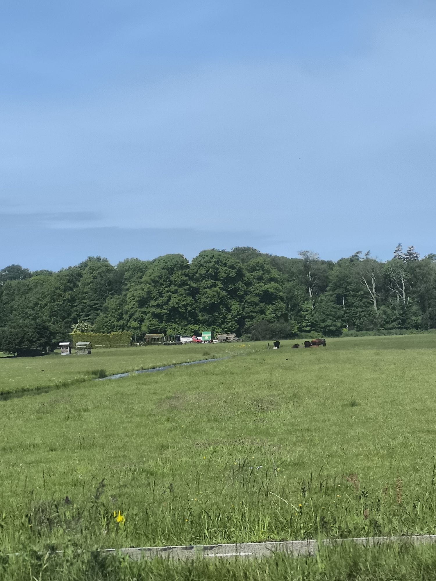 The image depicts a green field in Haarlem, Netherlands. The sky is a clear, pale blue. A line of mature trees forms a backdrop to the field. A small stream cuts across the field. In the distance, there are some structures and equipment, possibly related to farming. Several cows are grazing in the field. In the foreground, there is a rough concrete barrier and tall grass.