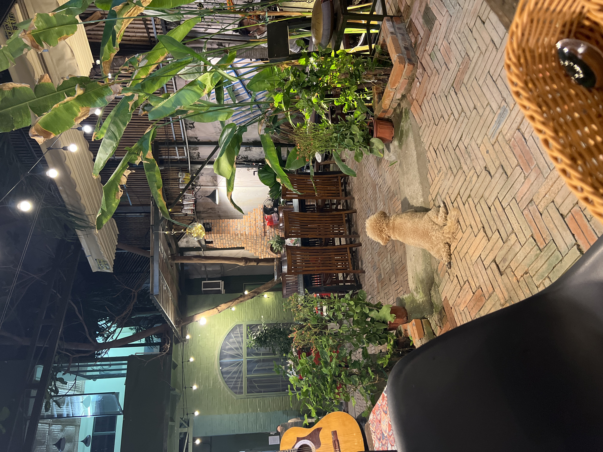 The image is taken in what appears to be an outdoor dining or seating area, possibly a restaurant patio, somewhere in Nha Trang, Vietnam. The scene is casually lit with string lights and lanterns. A dog, possibly a poodle mix, is resting on the brick patio. Several wooden tables and chairs are arranged as if for dining. Numerous potted plants and vegetation decorate the space, giving it a garden-like feel. A guitar is visible near the lower edge of the frame, suggesting a relaxed and possibly musical atmosphere. The backdrop includes a building with an arched window and a green-painted exterior. The framing of the image is somewhat obstructed by foreground elements like a chair and a wicker object, suggesting a candid, snapshot-like perspective.