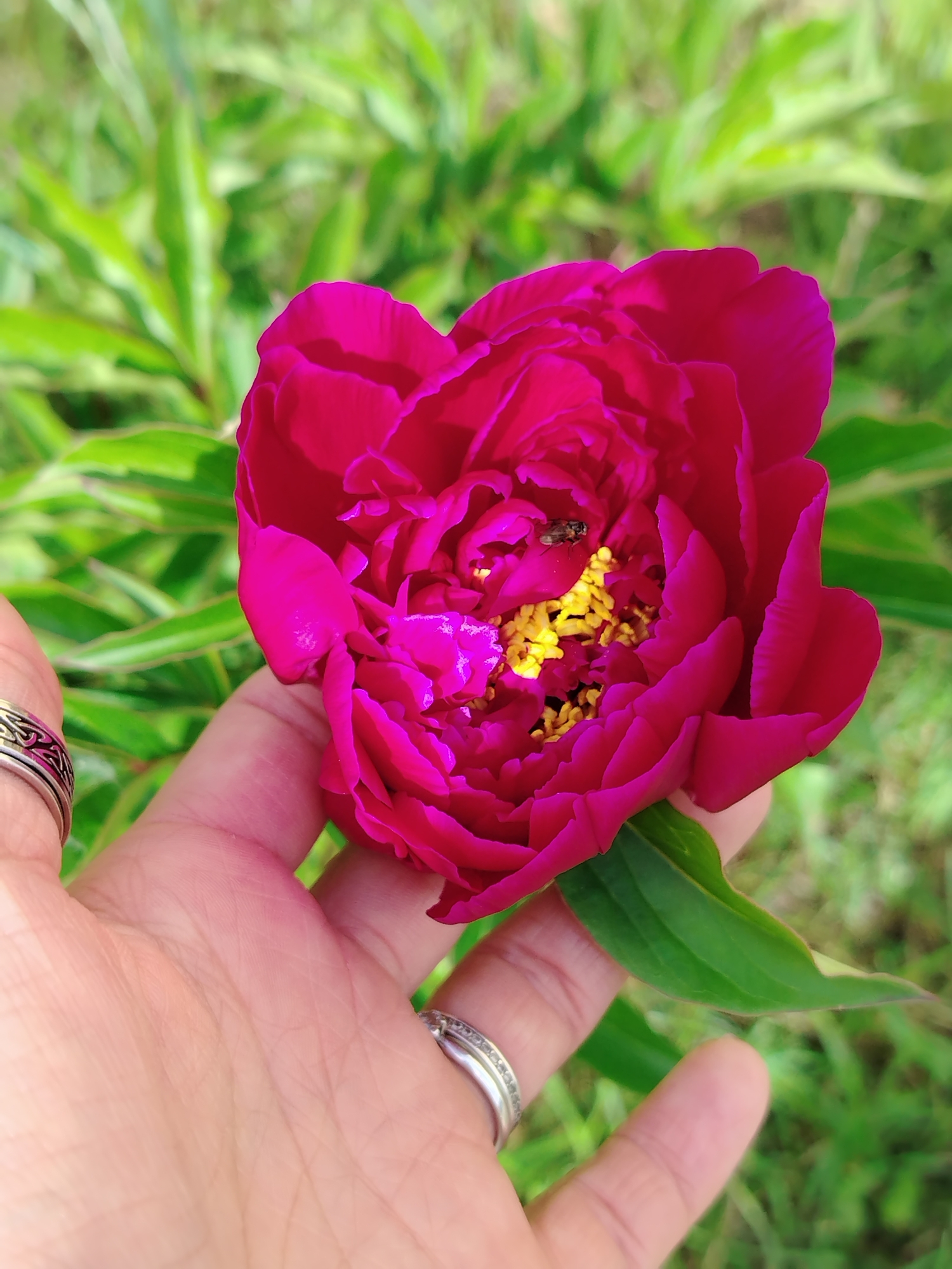 In Noviy, Russia, a close-up shot captures a vibrant, magenta peony flower held in a person's hand. The flower, in partial bloom, displays a rich, layered texture of petals. Prominently, a small fly rests on the yellow stamen at the center of the bloom. The hand, adorned with two silver rings, gently supports the flower, with a green leaf peeking from beneath its petals. The background is a blur of lush green foliage, suggesting an outdoor garden setting.