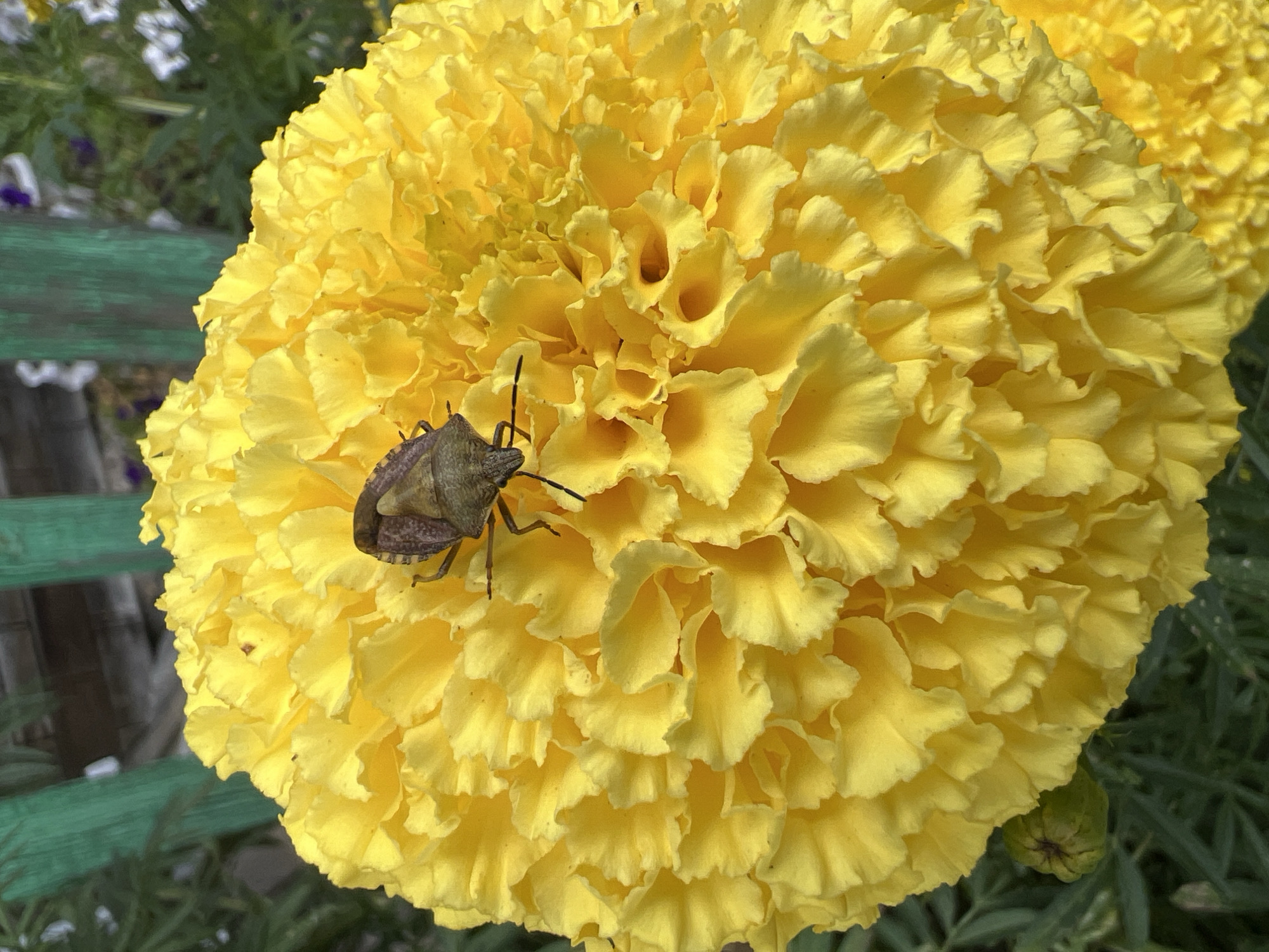 A close-up, eye-level shot shows a brown stink bug perched on a vibrant yellow marigold flower. The flower is large and fully bloomed, with ruffled petals filling the frame. The background is softly blurred, revealing hints of green foliage and a weathered, green wooden fence. The scene appears to be outdoors, possibly in a garden. The image is an undistinguished outdoor nature scene that could be anywhere. There are no identifiable landmarks or context to suggest the specific location of Mochishche, Russia.