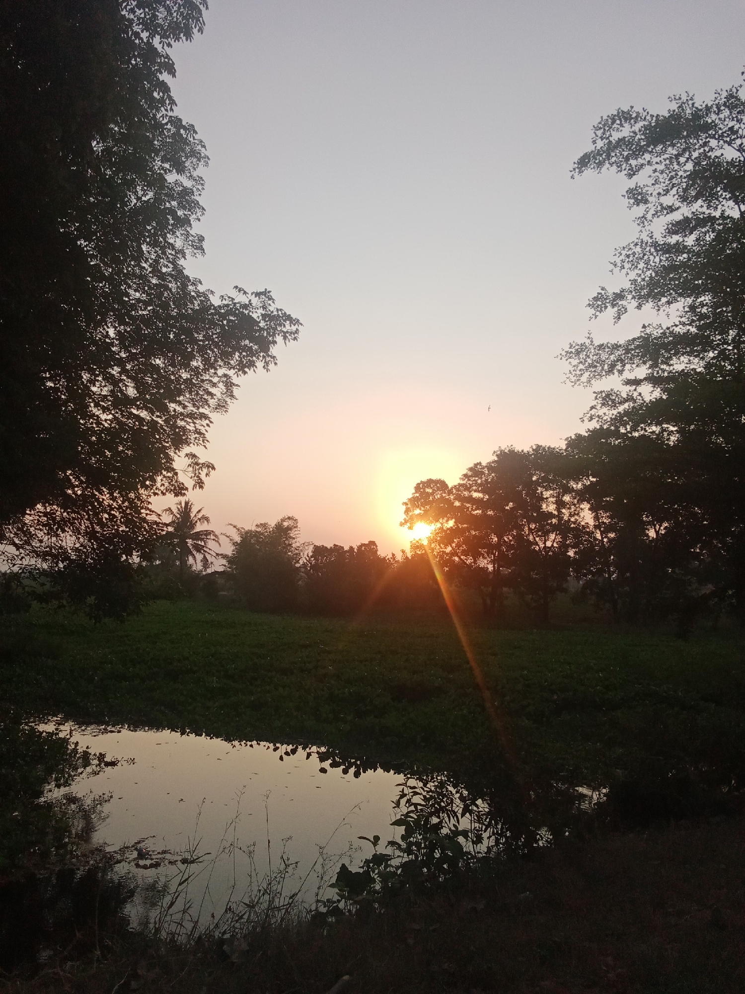 The image captures a serene sunset over a rural landscape in Sri Sawahan, Indonesia. The sun, partially obscured by trees, casts a warm, golden glow across the sky, creating a soft gradient from pale yellow near the horizon to a light grey overhead. Sun rays emanate outwards, highlighting the silhouettes of the trees and a distant coconut palm.
In the foreground, a calm body of water reflects the muted colors of the sky and the surrounding vegetation. The water's surface is speckled with fallen leaves or debris. Beyond the water, a field of green, likely crops or dense vegetation, stretches towards the horizon. The edges of the frame are defined by the dark silhouettes of large trees, their branches and leaves creating a natural border. The overall impression is one of tranquility and natural beauty during the twilight hours. There are no people or animals visible in the image.