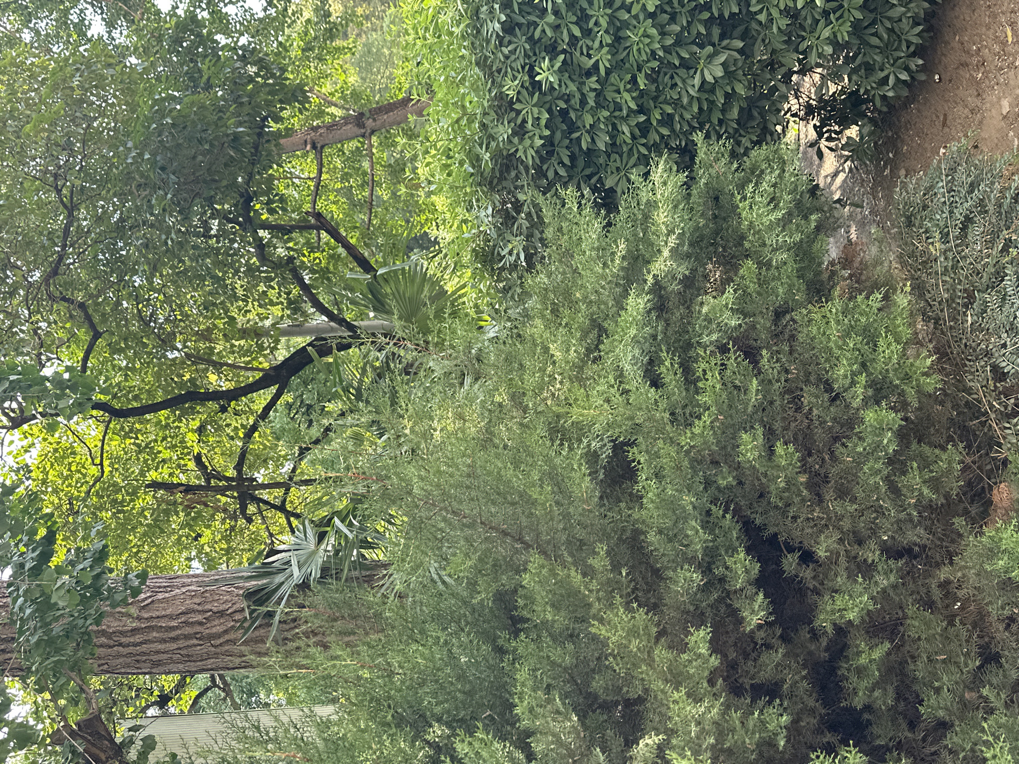 The image depicts a lush green outdoor environment, possibly a park or garden, with dense foliage dominating the scene. A large tree with a thick, textured trunk stands prominently on the left, its branches extending upwards and outwards, supporting a canopy of vibrant green leaves that are illuminated by sunlight filtering through. In the foreground, a bushy evergreen shrub with feathery needles takes up a significant portion of the frame. To the right, a hedge of broader, darker green leaves creates a solid wall of vegetation. In the background, more trees and greenery are visible, suggesting a natural or cultivated landscape. The ground appears to be a mixture of soil and possibly some fallen leaves or debris, with a hint of a path winding through the plants on the right side. The overall impression is one of a tranquil, verdant setting, likely located in a city known for its natural beauty, such as Sochi, Russia. There are no people or animals visible in the image. The scene is well-lit, indicating it was taken during daylight hours.