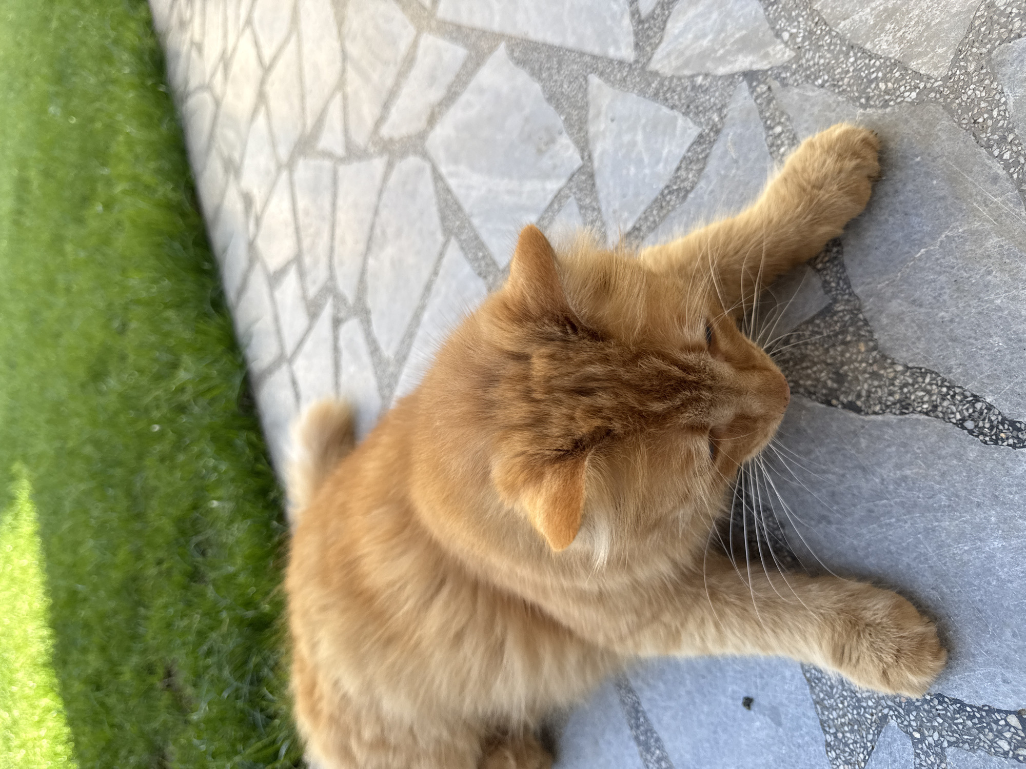 An orange tabby cat lies on a tiled surface, likely outdoors. The tiling is light grey with dark grey grout. A patch of green grass is visible to the left of the tiled surface. The photo was taken in Berkovitsa, Bulgaria.