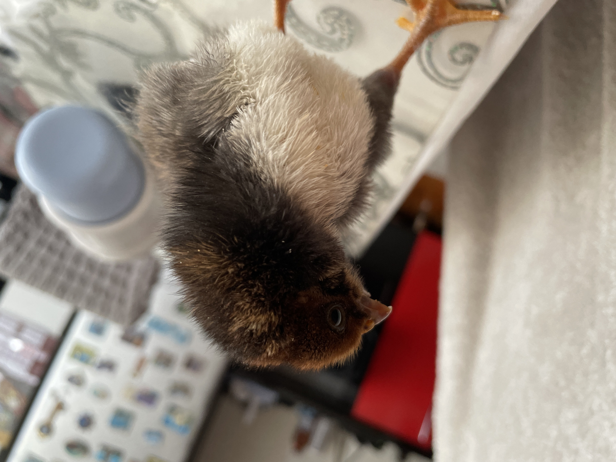 A small, fluffy chick is captured in a close-up, top-down view, positioned on a light-colored surface with a subtle swirling pattern. The chick features soft, downy feathers that are dark brown on its head and lower body, transitioning to a lighter, off-white or light gray color on its upper back and neck. Its tiny dark eye is visible, as is its small, pointed beak. Its orange-brown legs and feet are partially visible in the upper right corner of the frame. Specks of what appears to be dust or food particles are scattered on its feathers.
In the background, to the left of the chick, a blurry light blue-grey object resembling a small bottle or feeder can be seen. Below that, another blurry surface with an array of small, colorful square-like objects is visible, possibly stickers or decorative items. To the right and behind the chick, a vibrant red object is present, alongside a soft, white, textured fabric or towel. The lighting suggests an indoor setting. There is no visible text. The chick appears calm.