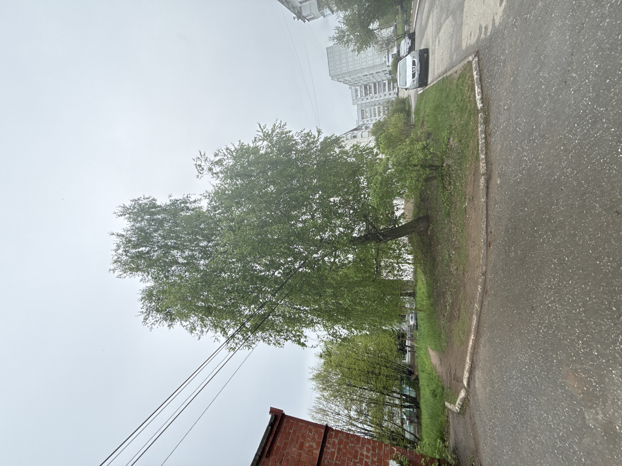 The image shows a street scene in what appears to be a residential area. A large tree with green leaves is prominent on the left side of the image, partially obscuring a multi-story building in the background. Power lines run diagonally across the frame. A paved street occupies the right side of the image, with a grassy strip bordering the street. Several parked cars can be seen in the distance. A low brick structure is in the lower left corner of the frame. The sky is overcast and grey, suggesting a cloudy day. Based on the location provided, the image is likely of a street in Chaikovsky, Russia.