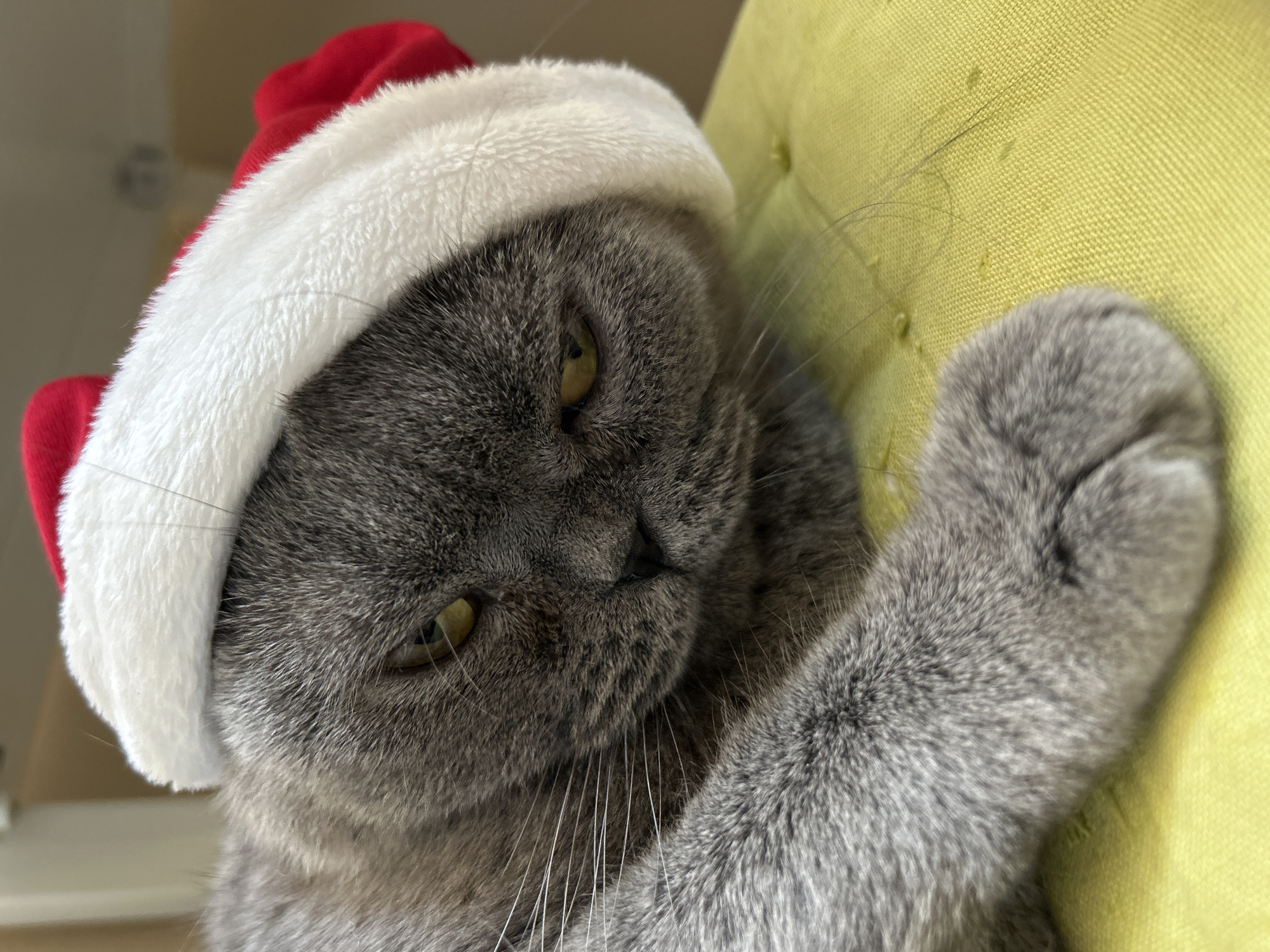 A close-up, eye-level shot shows a grey cat wearing a red and white Santa hat, lying down on a textured, bright yellow surface. The cat's gaze is directed downwards and to the right, with a slightly disgruntled expression. Its left paw is extended forward, resting on the yellow surface. The background is blurred, with hints of a light-colored wall and possibly furniture. There are no visible people or any other animals. The scene appears to be indoors, in a domestic setting. No specific details suggest a location in Uzhhorod, Ukraine.