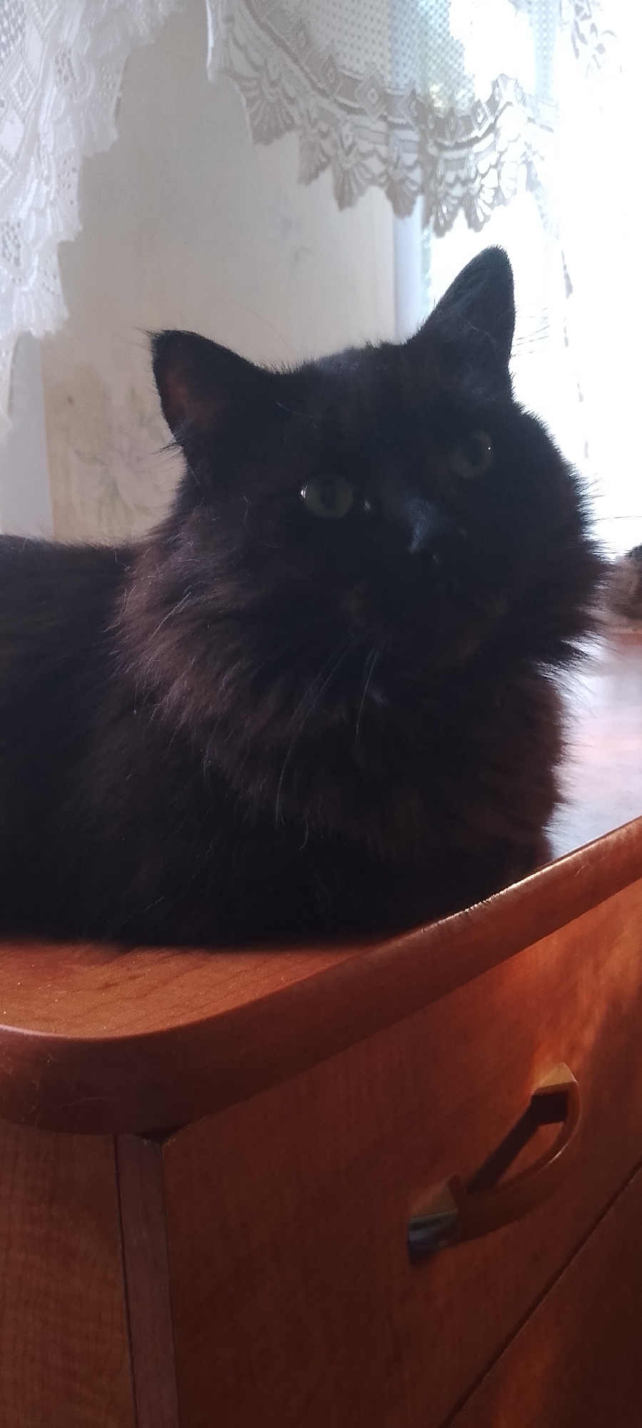 The image shows a black cat with green eyes sitting on a wooden surface, likely a dresser or table, in an indoor setting. The cat is looking towards the viewer. In the background, there is a window with white lace curtains, allowing natural light to illuminate the scene. The wooden surface appears to have a curved edge and a visible drawer handle. The overall lighting suggests it is daytime. The image does not contain any information that would allow for the identification of its location in Belgorod, Russia.