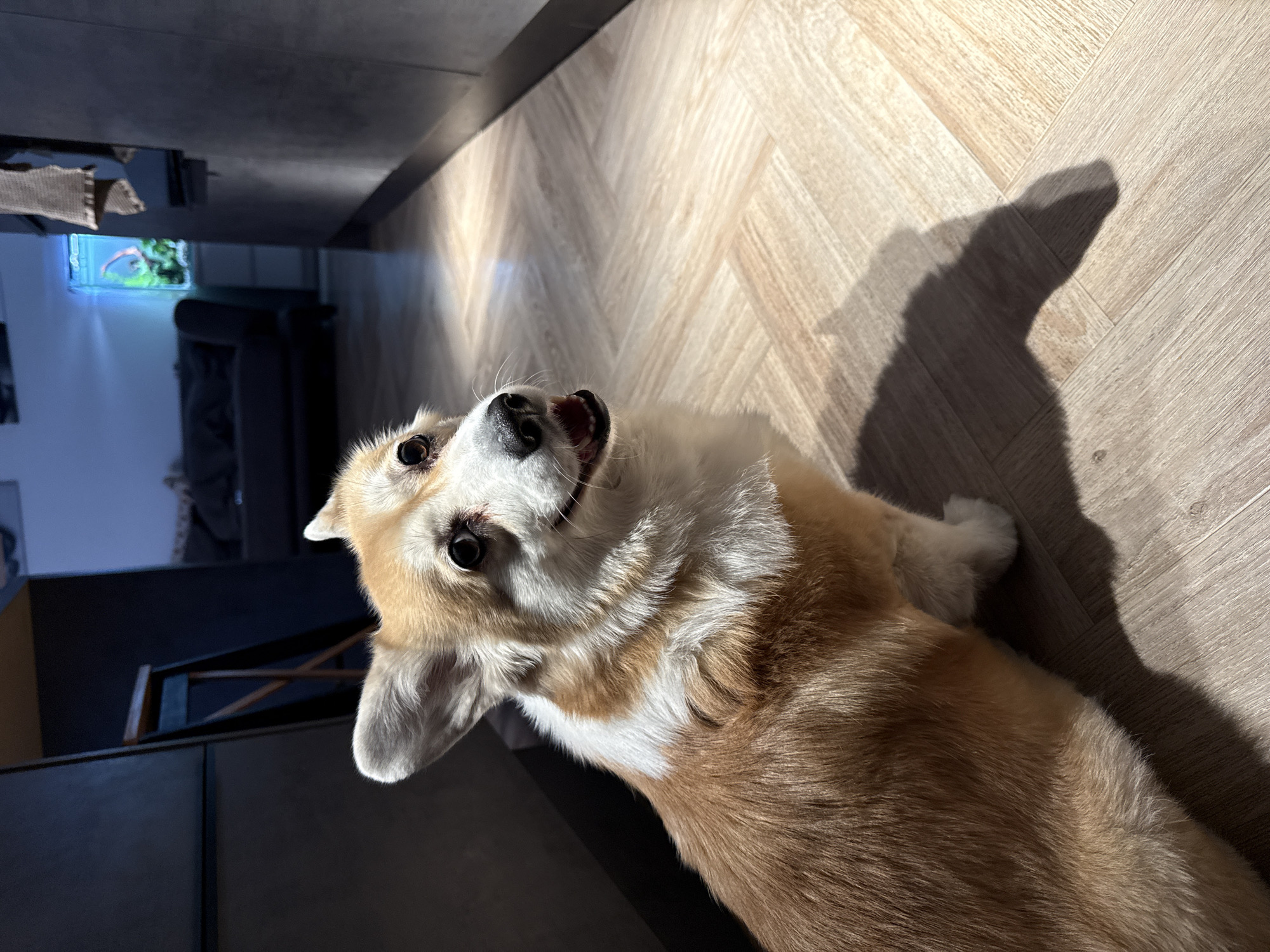 A corgi dog lies on a herringbone-patterned wood floor in a dimly lit room. The dog is predominantly brown and white, looking upwards with its mouth slightly open. The room has a dark cabinet and a blue-lit fish tank visible in the background, along with a dark sofa. A shadow of the dog is cast onto the floor by a light source to the right. The location is unknown and not mentioned in the image.