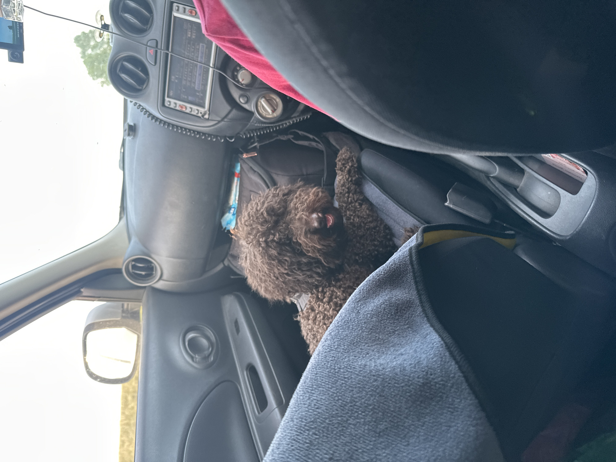 A brown, curly-haired dog is lying down in the passenger seat of a car. The dog is looking towards the camera with its mouth slightly open. The interior of the car is visible, including the dashboard with a radio and air vents, the passenger door, and part of the driver's seat. A red cloth is draped over the dashboard, and a blue towel is on the passenger seat. The scene appears to be set during the daytime, with light coming in from the windows. The overall impression is a casual moment of a dog resting in a vehicle. There are no visible people in the image. The location is identified as Novonikolaevka, Russia. No discernible text is visible in the image.