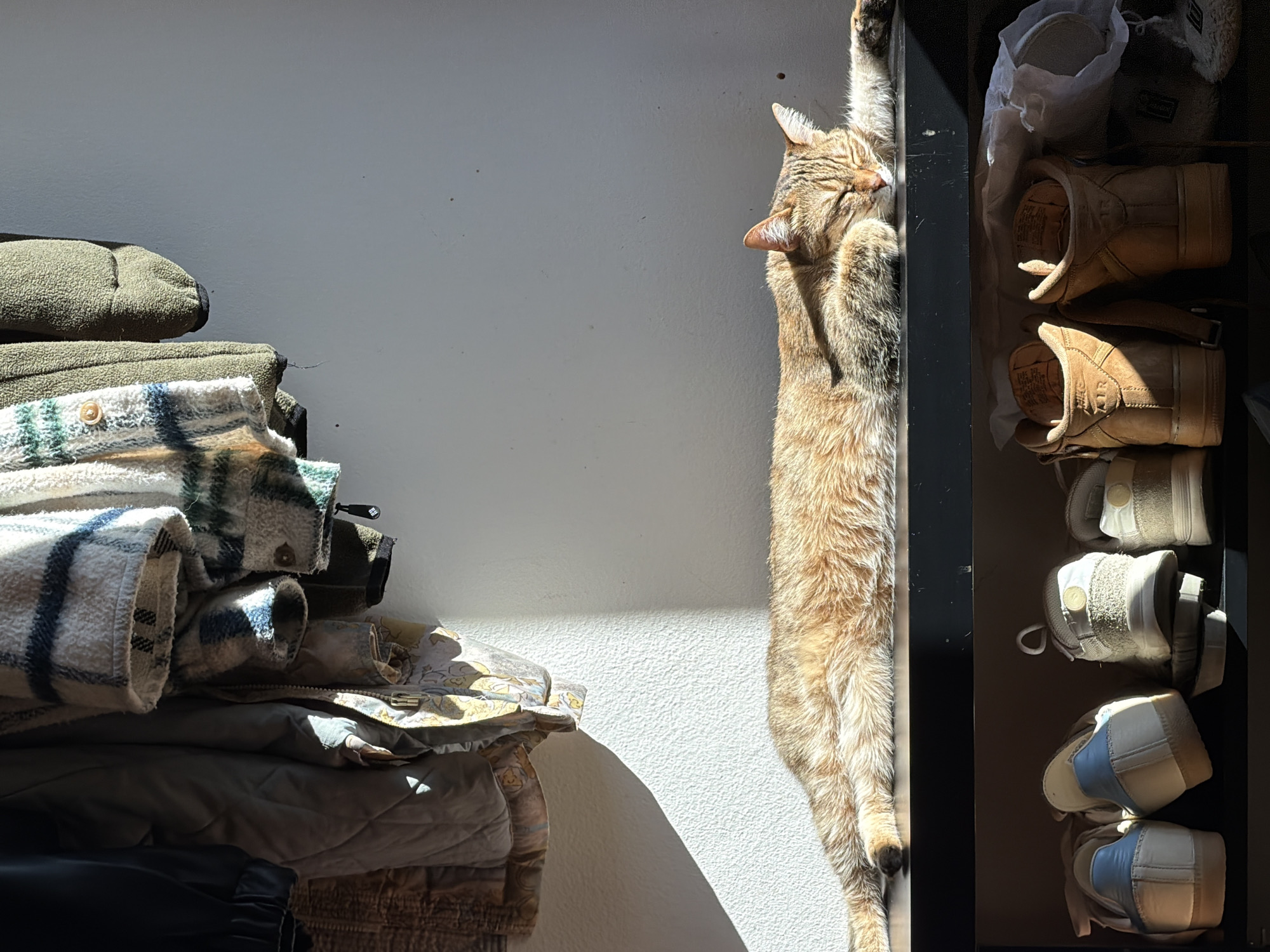 A domestic cat lies on its back, stretched out alongside a dark-colored shelving unit. The shelving unit holds an assortment of shoes. Adjacent to the cat and on the left is a stack of folded clothing. The background is a light gray wall with shadows cast upon it. The location is likely indoors. There is no information available to determine that the location is Milan, Italy.