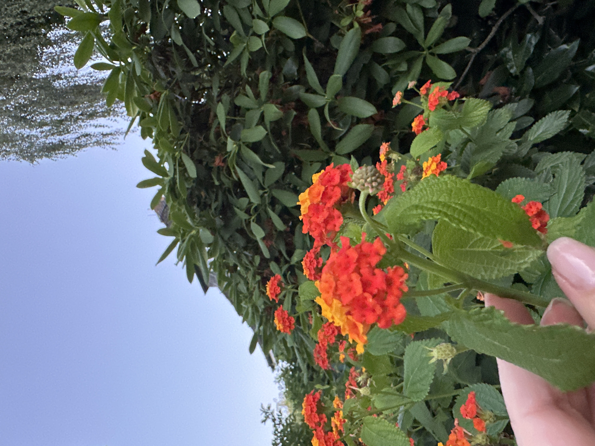 This media file captures a close-up view of vibrant red and orange lantana flowers blooming against a backdrop of lush green foliage. A hand, with neatly manicured nails, gently touches one of the plant's leaves, suggesting a moment of appreciation for nature. The sky is a soft, clear blue, indicating fair weather and likely daytime. The image is oriented with the sky on the left, and the foliage and flowers on the right, creating an interesting composition. The overall mood is serene and tranquil, highlighting the beauty of the natural world.