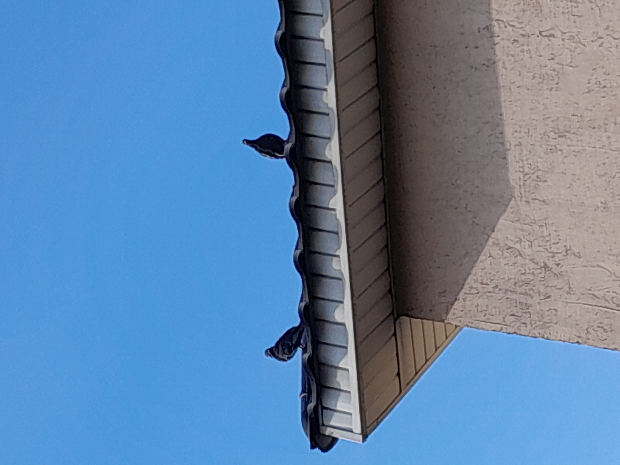 Two pigeons are perched on a dark, tiled roof. The roof is part of a building with beige siding underneath. The sky is clear and blue. The image was taken from a low angle, looking up at the building.