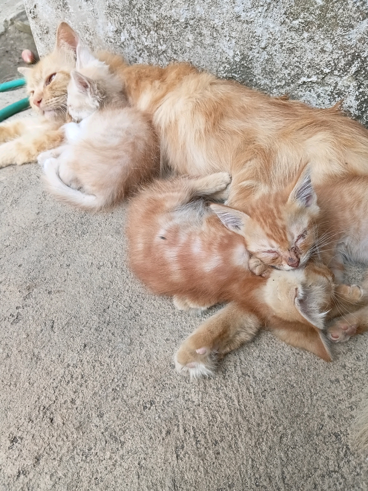 In Cikal, Indonesia, an orange cat is sleeping with three kittens on a concrete surface next to a rough, textured wall. The mother cat is lying on her side, with two kittens nestled against her body and one kitten partially on top of another. The kittens are also orange and appear to be very young. The scene is outdoors, and the lighting suggests it is daytime. A green hose is partially visible to the left of the mother cat.