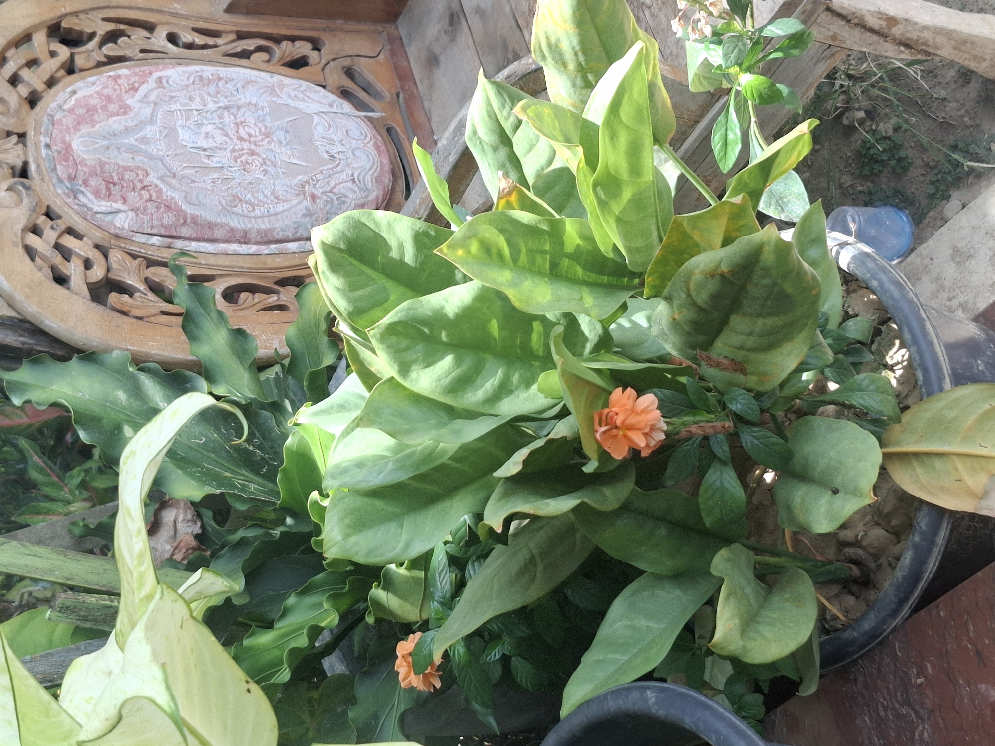 A potted plant with large green leaves and two small orange flowers is situated in front of an ornate, carved wooden chair with a circular fabric inset. The scene appears to be outdoors, possibly on a wooden deck or porch. In the background, other plants are visible, as is a blue plastic bottle lying on its side. The environment suggests a tropical or subtropical climate, consistent with locations like Deah Pangwa, Indonesia. There are no people or animals present in the image.