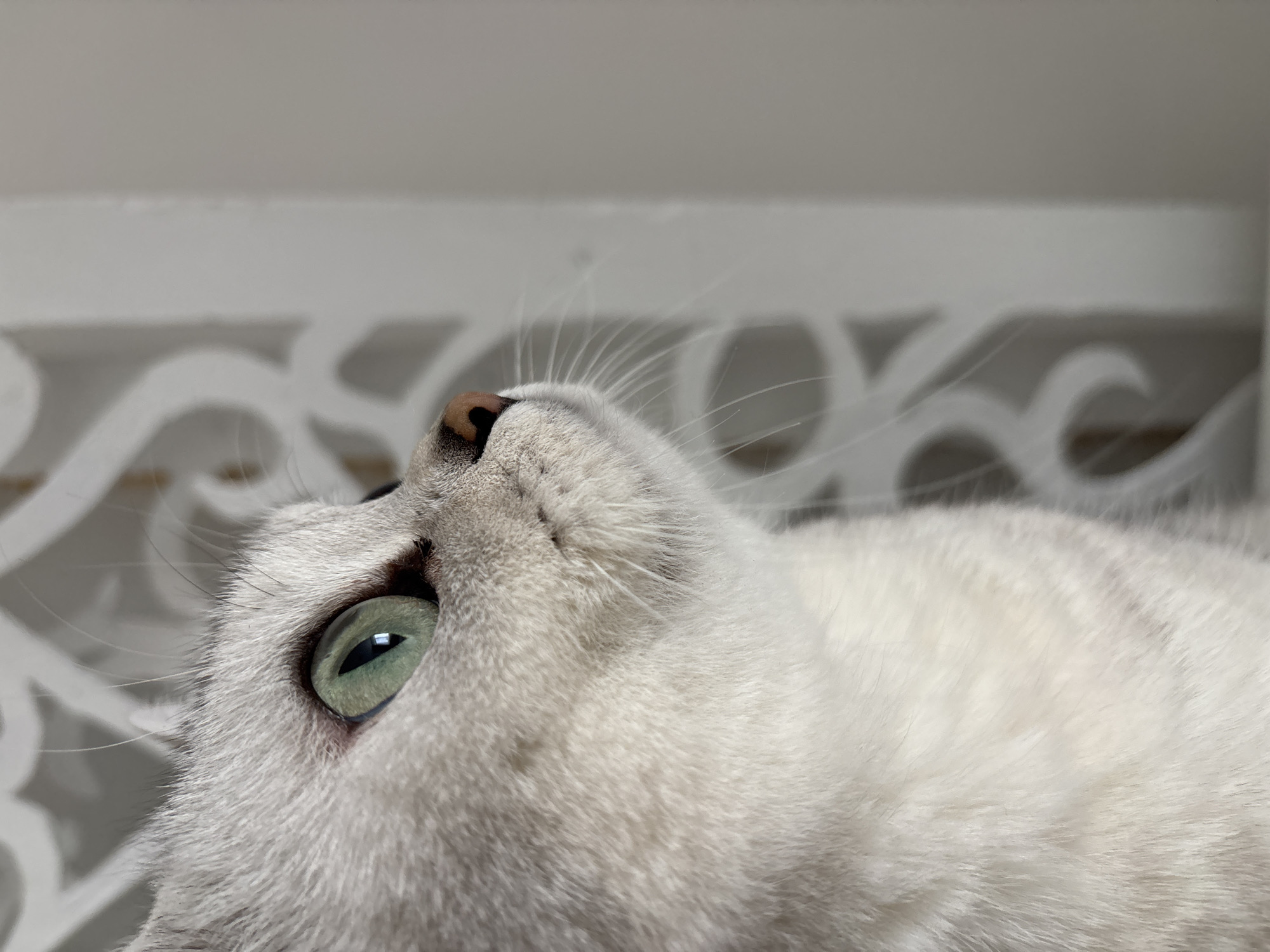 A close-up shot of a white cat lying down. The cat's head is tilted upward, with its green eye and pink nose visible. The background appears to be a white, patterned surface. The photograph may be taken in the city of Zhlobin, Belarus.