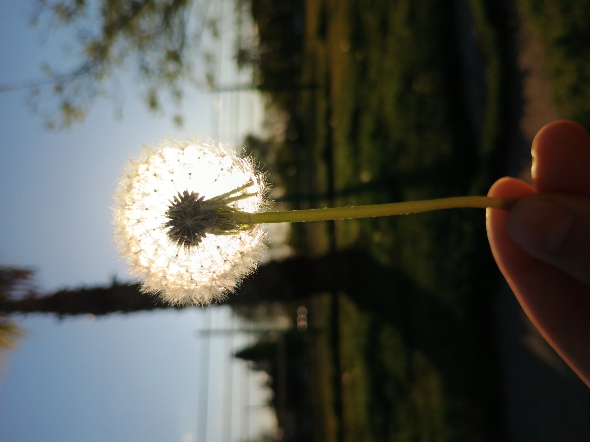 The image prominently features a dandelion seed head, held by human fingers, directly in front of a strong light source, likely the sun. The dandelion is in its mature, spherical "puffball" stage, with its delicate white pappus radiating outwards. The bright light shining through it creates a luminous, almost ethereal glow around the seed head, silhouetting its darker central base.
On the right side of the frame, light-skinned fingers gently hold the slender, green stem of the dandelion. The fingers are slightly out of focus, adding depth to the composition.
The background is heavily blurred, creating a soft bokeh effect. Above the dandelion, the sky appears a clear, light blue. To the left and in the distance, dark, indistinct shapes of trees and foliage are visible, suggesting an outdoor, natural environment such as a park or field. The overall lighting, with the sun behind the dandelion and casting a warm glow, indicates either early morning or late afternoon during golden hour.
The photograph captures a peaceful and whimsical moment, highlighting the natural beauty of the dandelion against the bright sun. There is no visible text in the image. The scene is set outdoors, under sunny conditions, potentially in Plovdiv, Bulgaria.