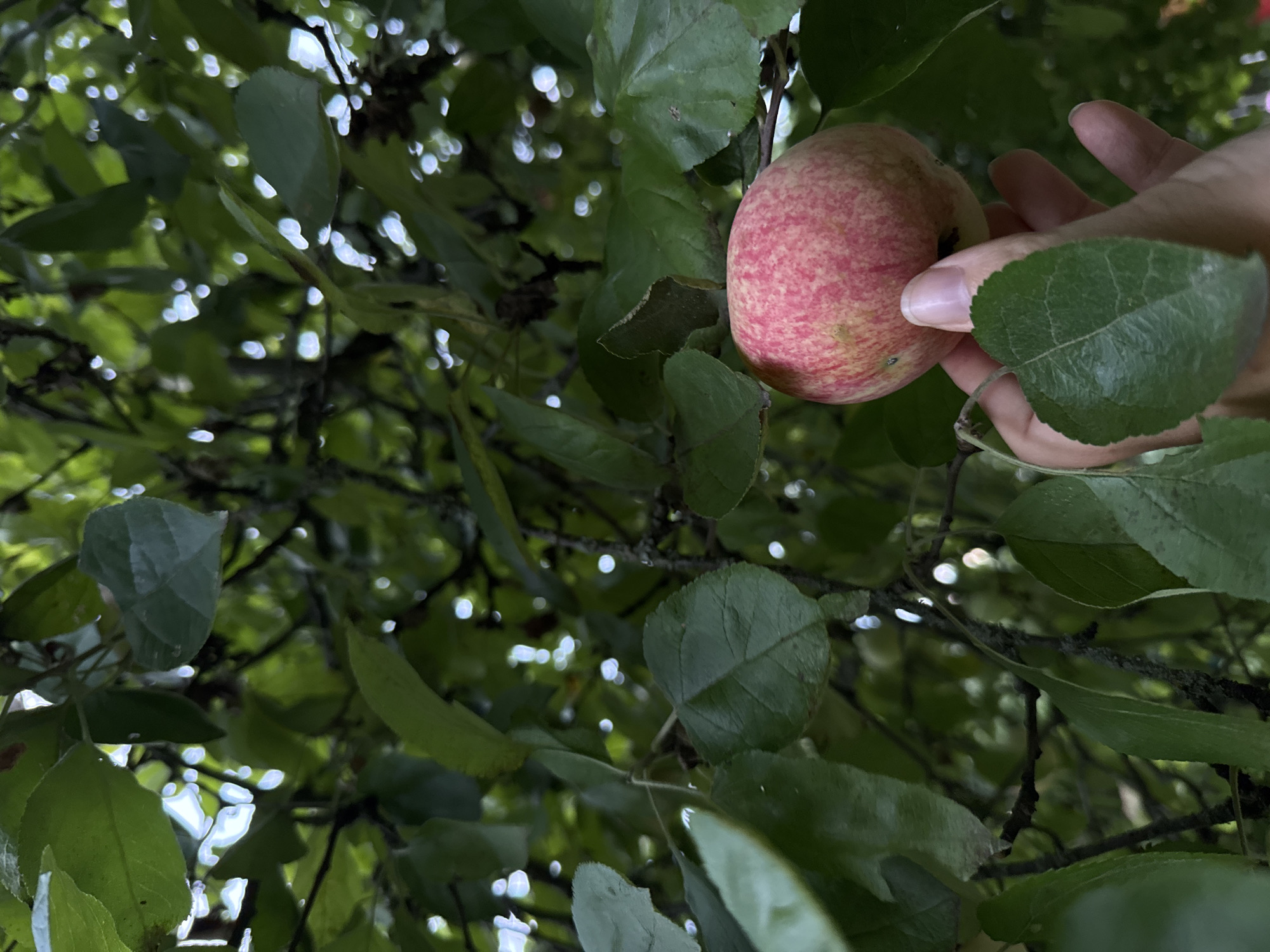 An overhead shot captures a hand reaching for a red and yellow apple hanging from a branch of an apple tree. The apple is round and ripe, with a mix of red blush and yellow undertones. The hand, belonging to a person with fair skin, is shown from the wrist down, with fingernails that are clean and unpainted. The fingers are gently cupping the underside of the apple, as if preparing to pluck it from the tree.
The background is filled with the lush, green foliage of the apple tree, with dappled sunlight filtering through the leaves, creating a bokeh effect of bright circles. The leaves are a vibrant green, some with visible veins. The overall impression is one of abundance and a connection to nature, possibly a scene from a garden or orchard. The image's context in Khliupino, Russia, suggests a rural or suburban setting where fruit trees are common.
