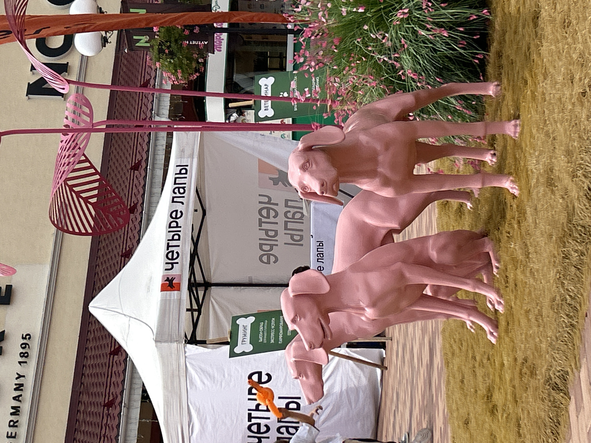 An outdoor scene in Pokrovskoe, Russia, features several pink dog sculptures arranged on a yellowish-brown mat that resembles grass. In the foreground, two adult pink dog sculptures are positioned facing right, with a third dog sculpture visible to their left, partially obscured by the others. The dogs are life-sized and appear to be made of a smooth, matte material.
To the left of the sculptures, a person, only their arm and shoulder visible, is interacting with a bright orange object, possibly a toy, held in their hand. Behind the dogs, a white tent with the Russian text "четыре лапы" (meaning "four paws") is set up, with a sign that says "ГРУМИНГ" (meaning "grooming"). Further in the background, there are buildings, one with the text "GERMANY 1895", and decorative pink structures resembling palm leaves. Pink flowers are blooming in planters to the right, adding to the vibrant atmosphere. The ground beneath the tent and the dogs is paved with light-colored square tiles.